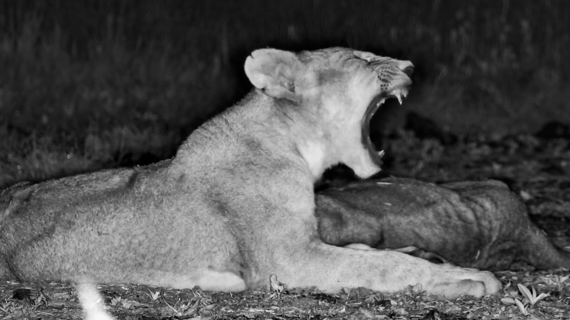 The Quiet Side of Cub Life