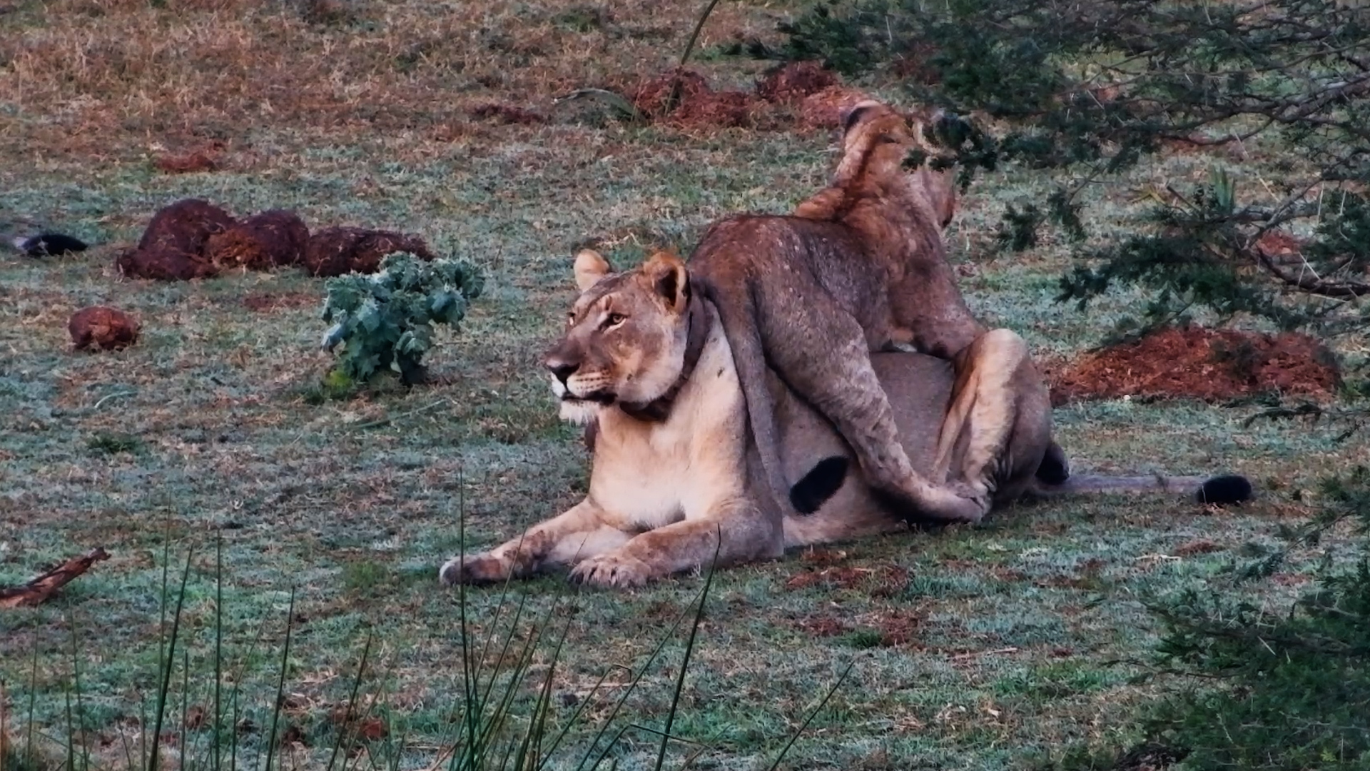 Mum Became a Lion Chair