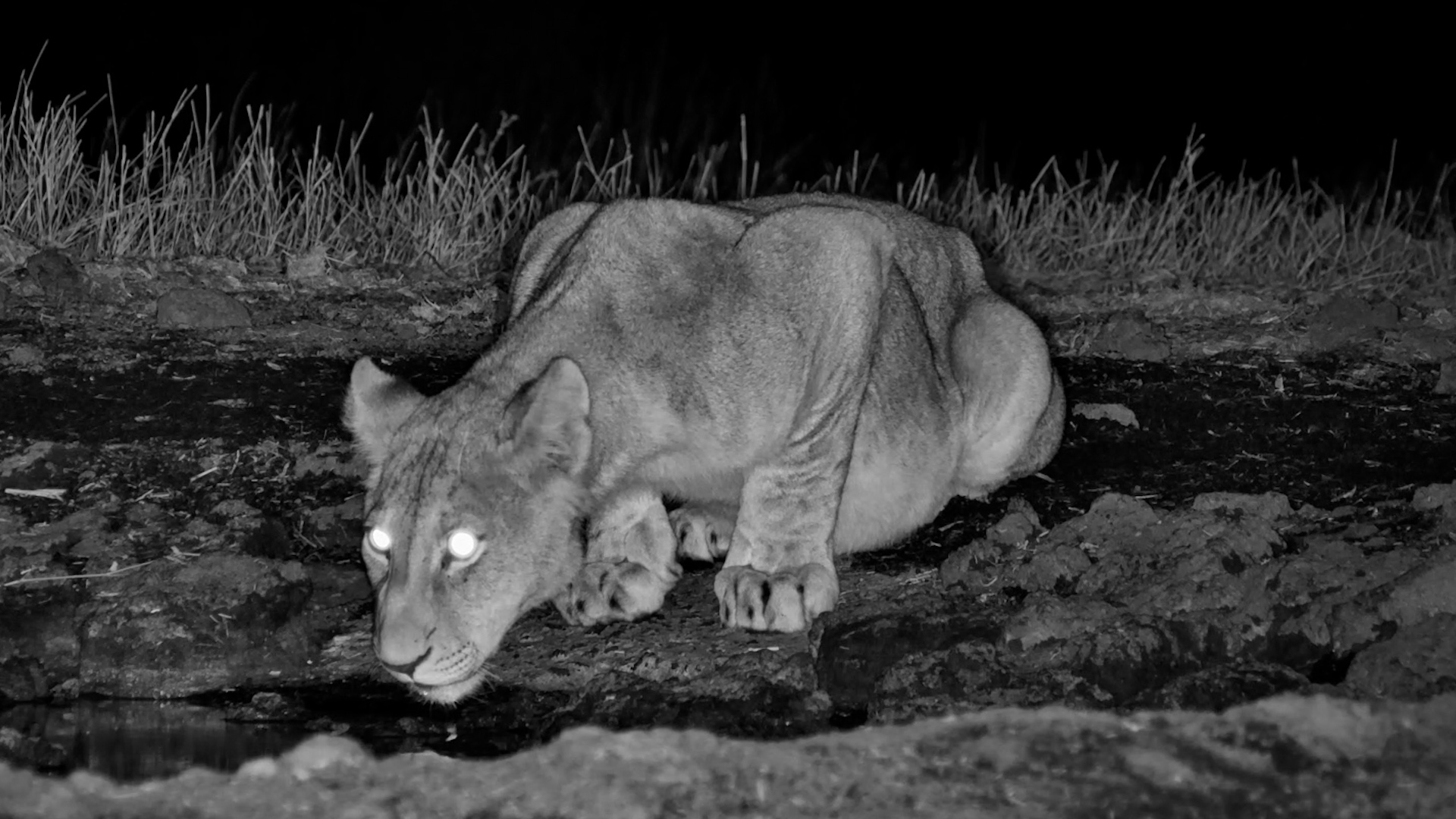 A Lion Cub's First Solo Adventure?