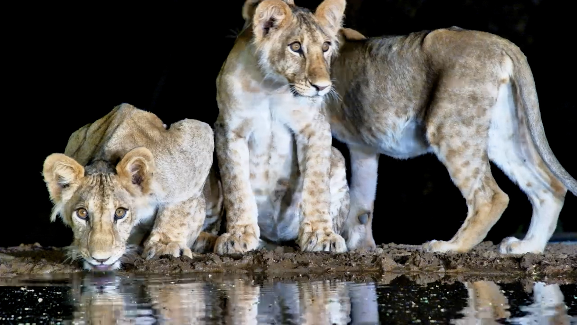 Adorable Lion Cubs Explore the Photography Hide at Lentorre
