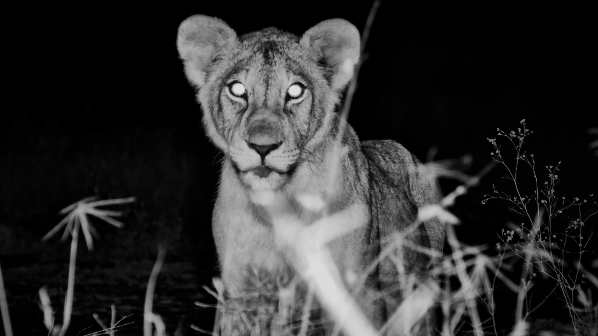 Lion Cubs Settle In for the Night