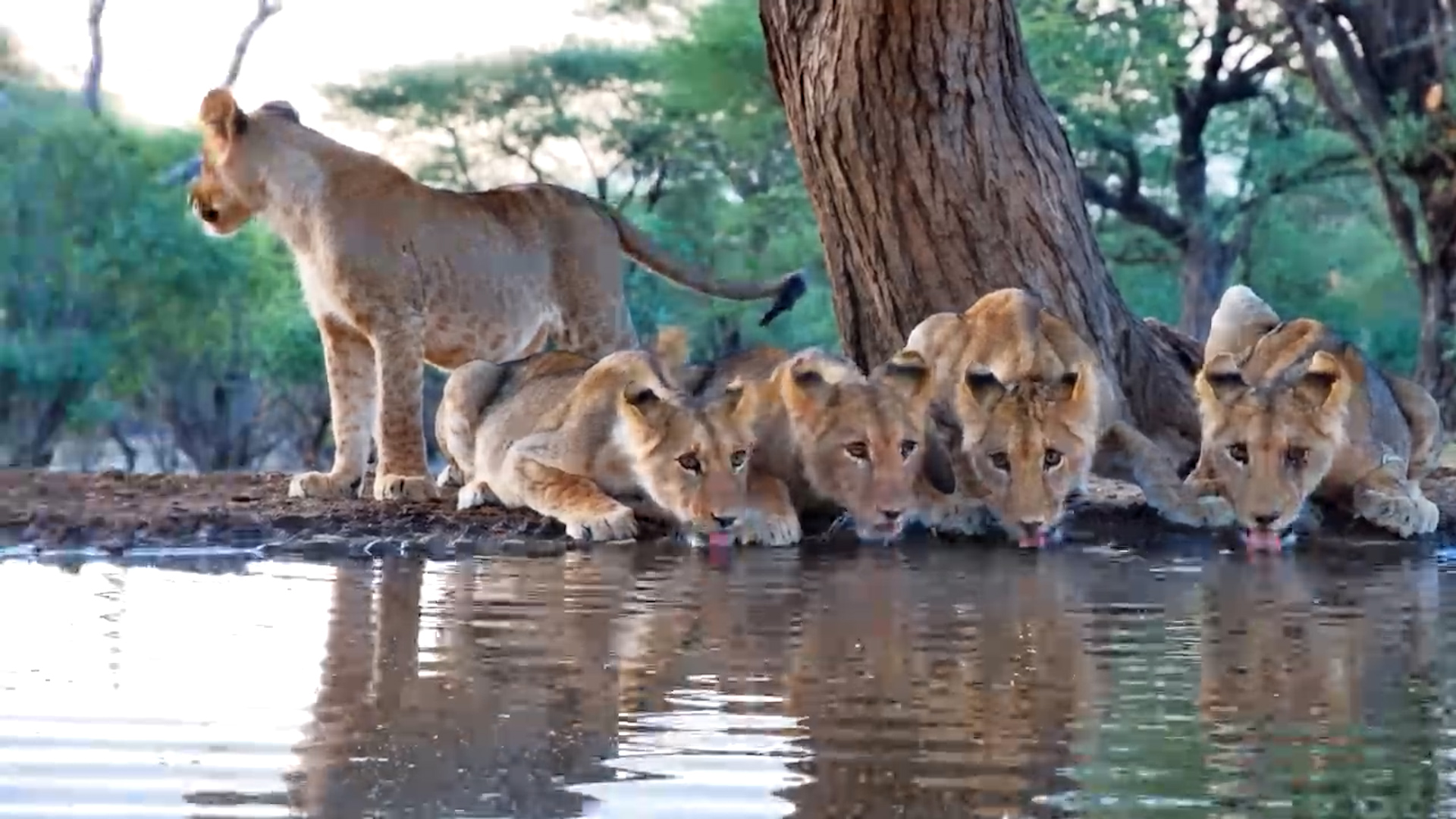 Lion Cubs Arrive for a Morning Drink at Lentorre