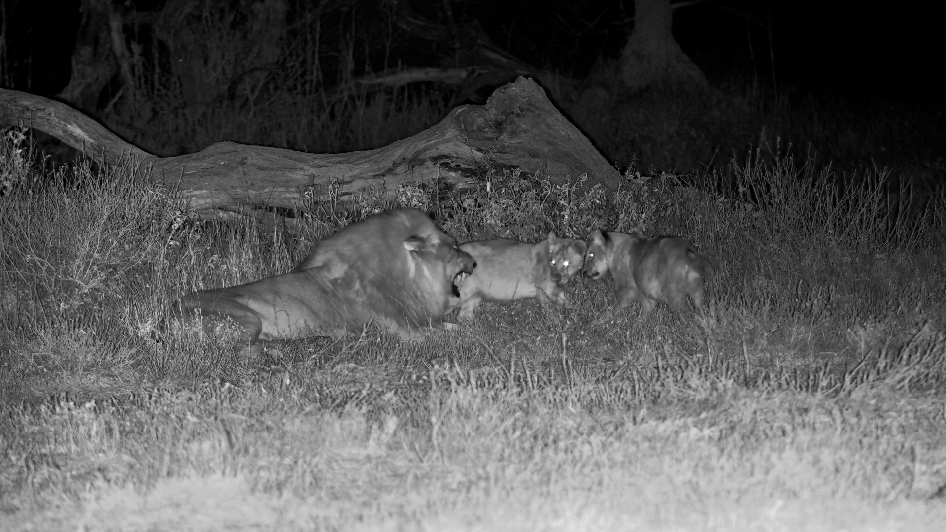 Lioness & Cubs Keep Moving While Dad Clocks Out