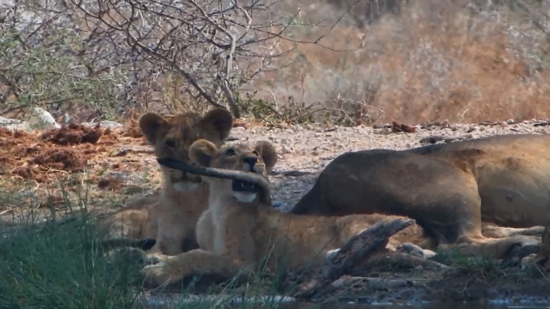Lion Cubs’ Playtime: Tail-Tugging Fun While Dad Sleeps