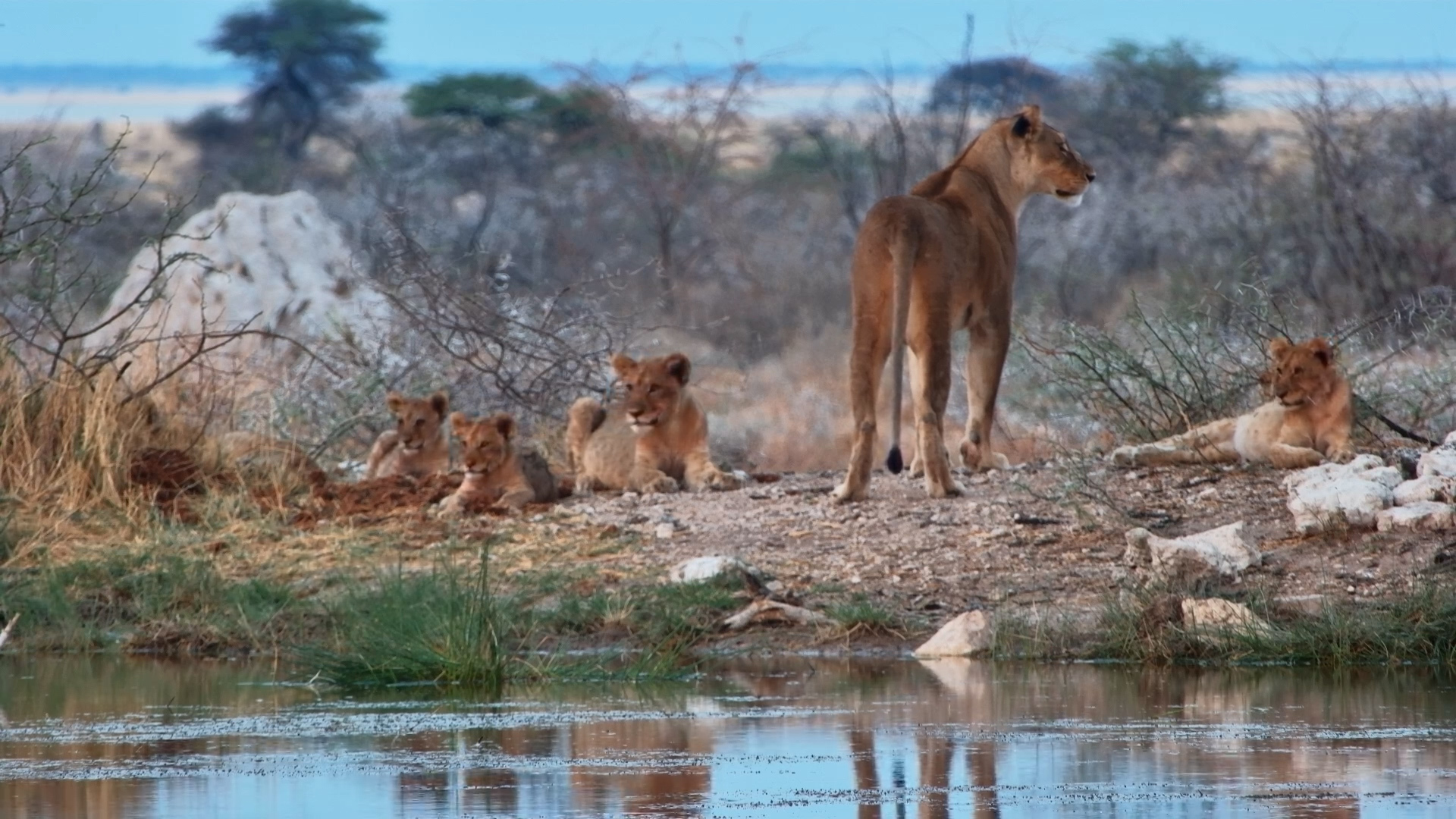 Lions Lounging at Onguma Waterhole
