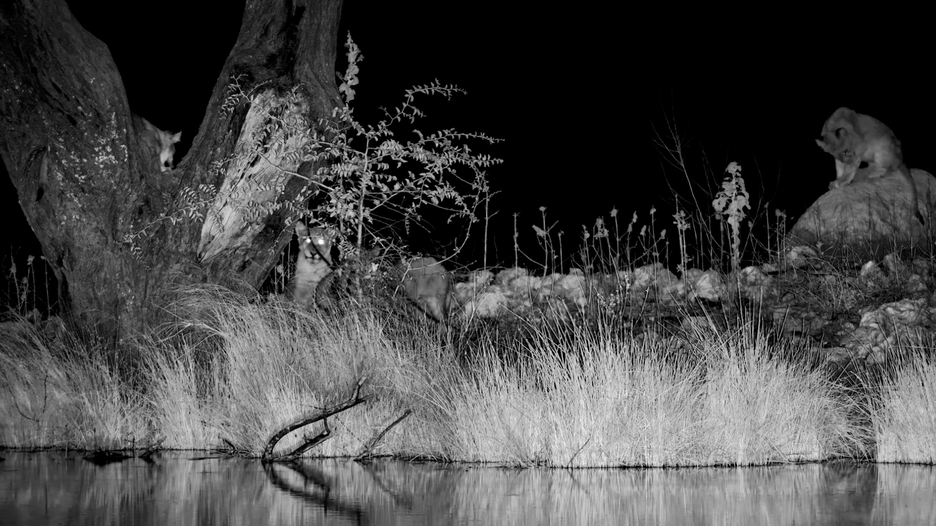 Lion Cubs Turn a Tree and Termite Mound Into Forts