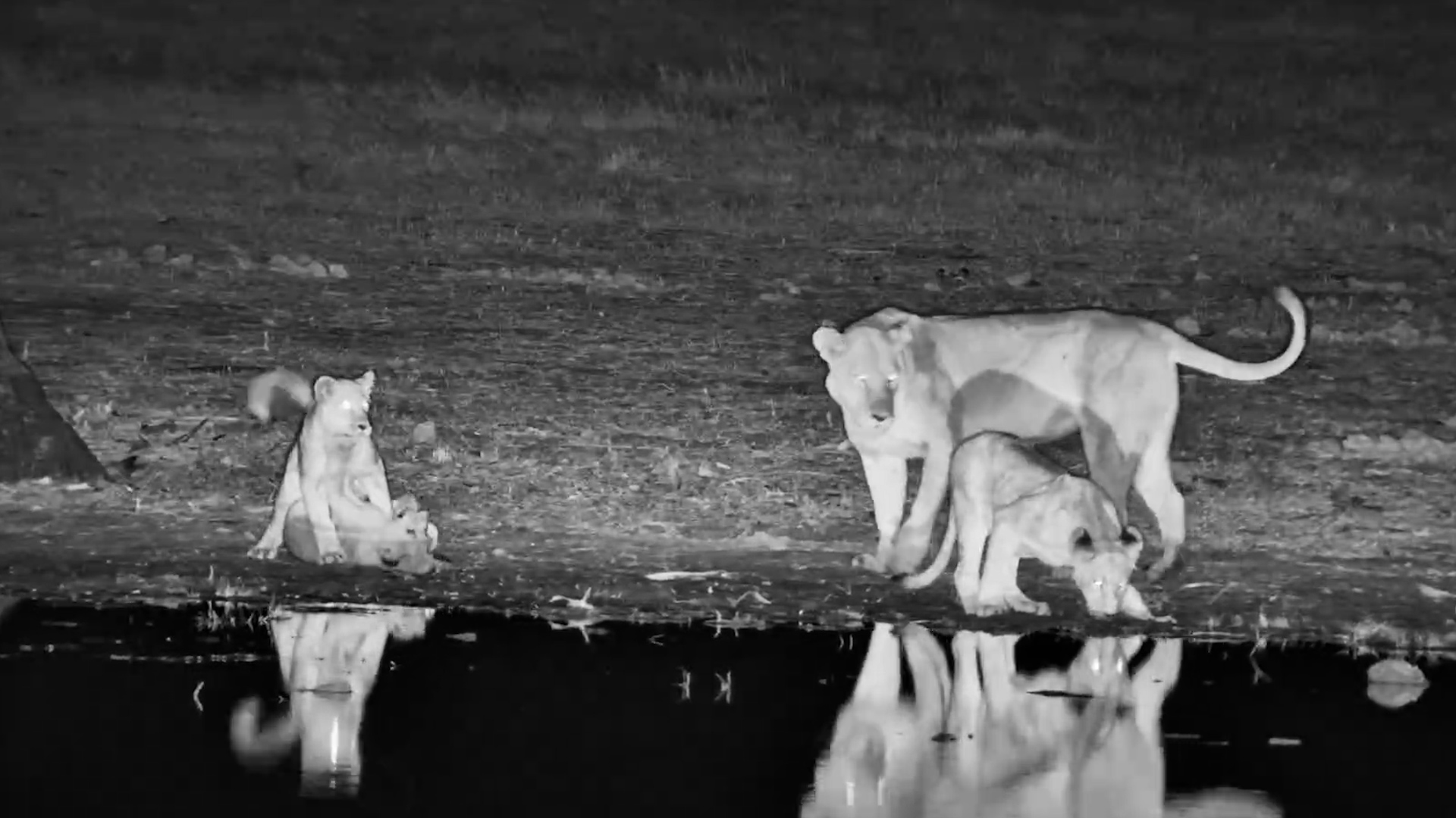 Little Lions Having Fun After Dark