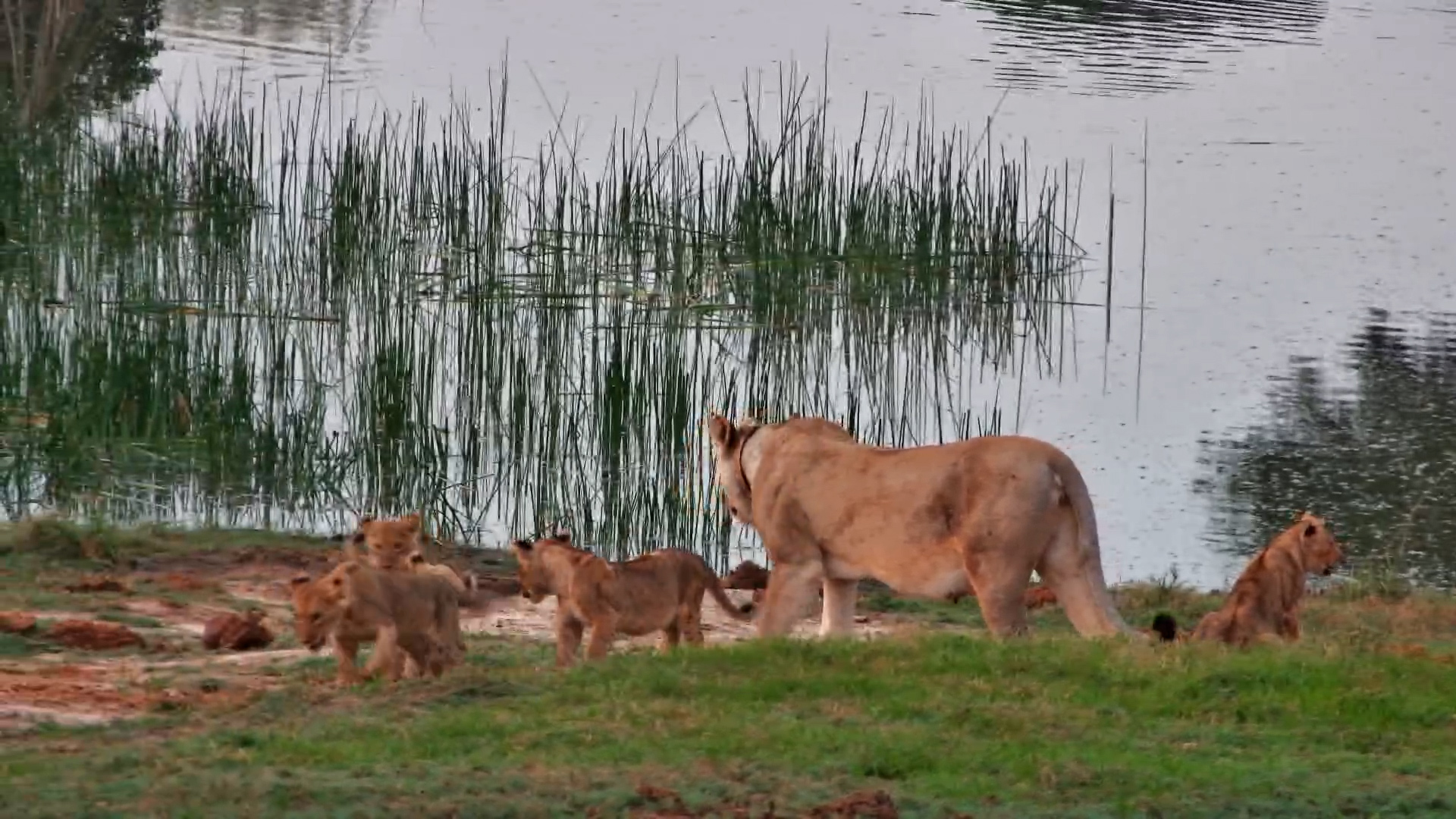 Meet the New Lion Cubs at Tembe