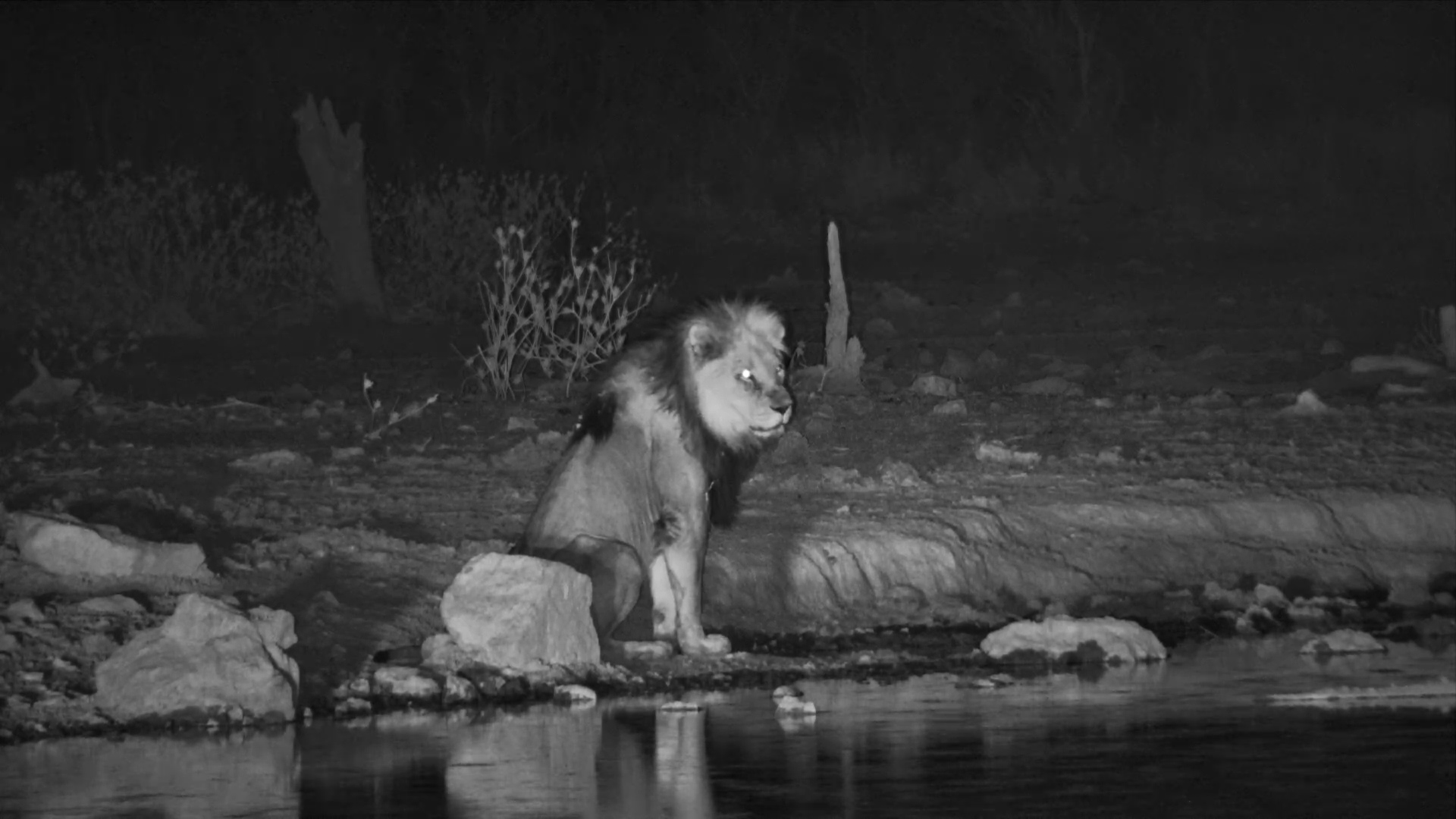 Male Lion Drinks Then Lets Out a Mighty Roar