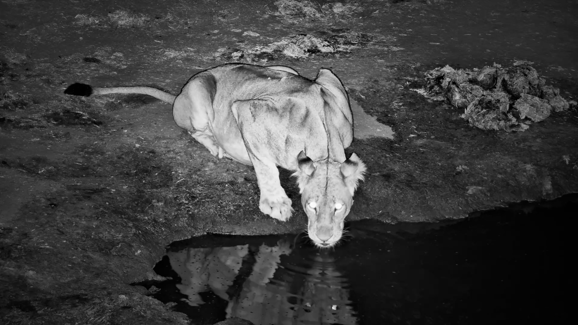 Meno A Kwena After Dark: Solitary Lioness Drinks