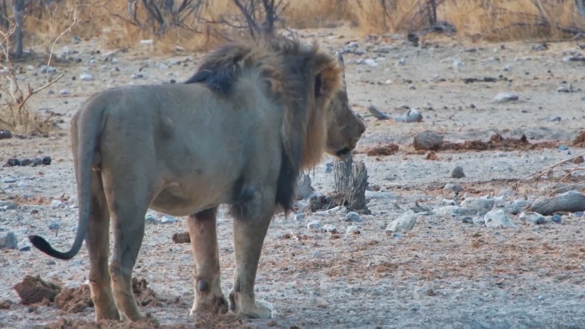 Dominant Lion Roars at Safarihoek
