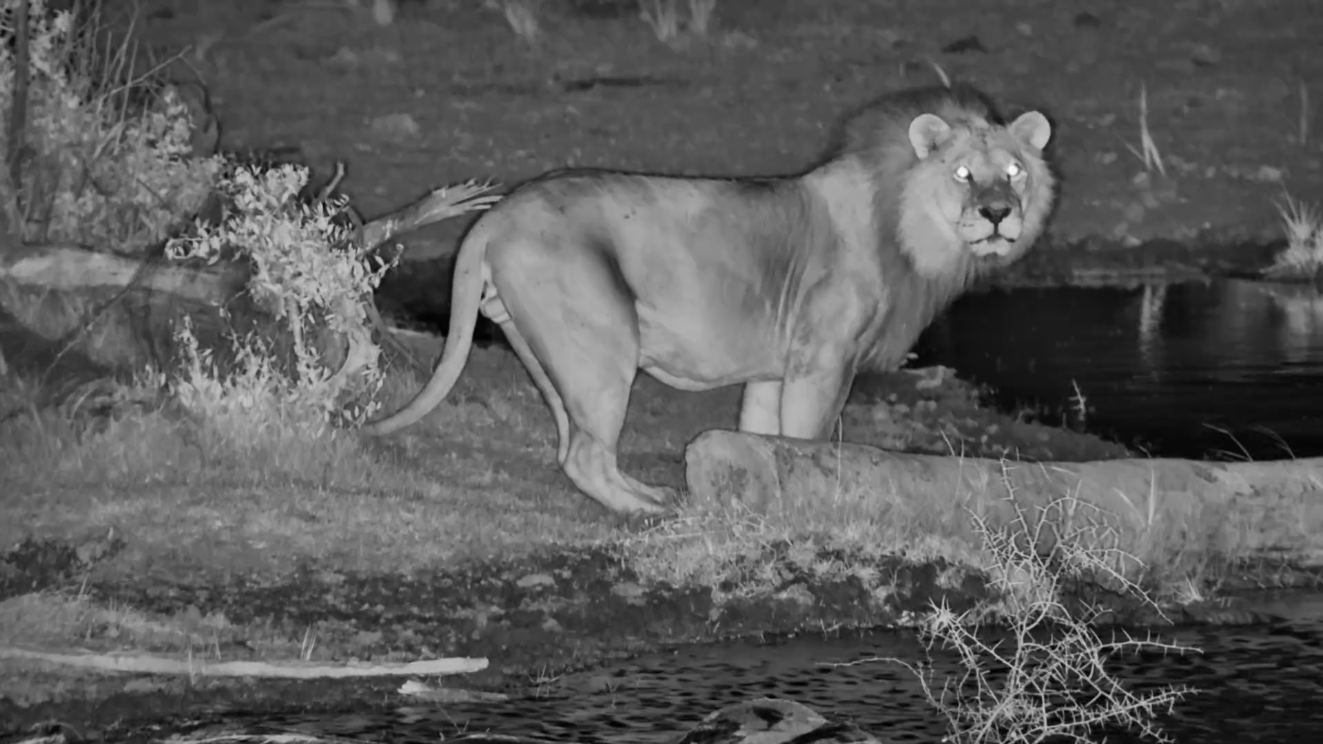 Male Lion Drinks in the Kalahari Night