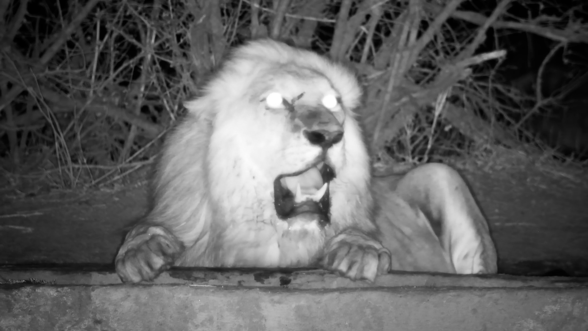 Full Belly, Big Roar - Male Lion at Cat Eye Pan