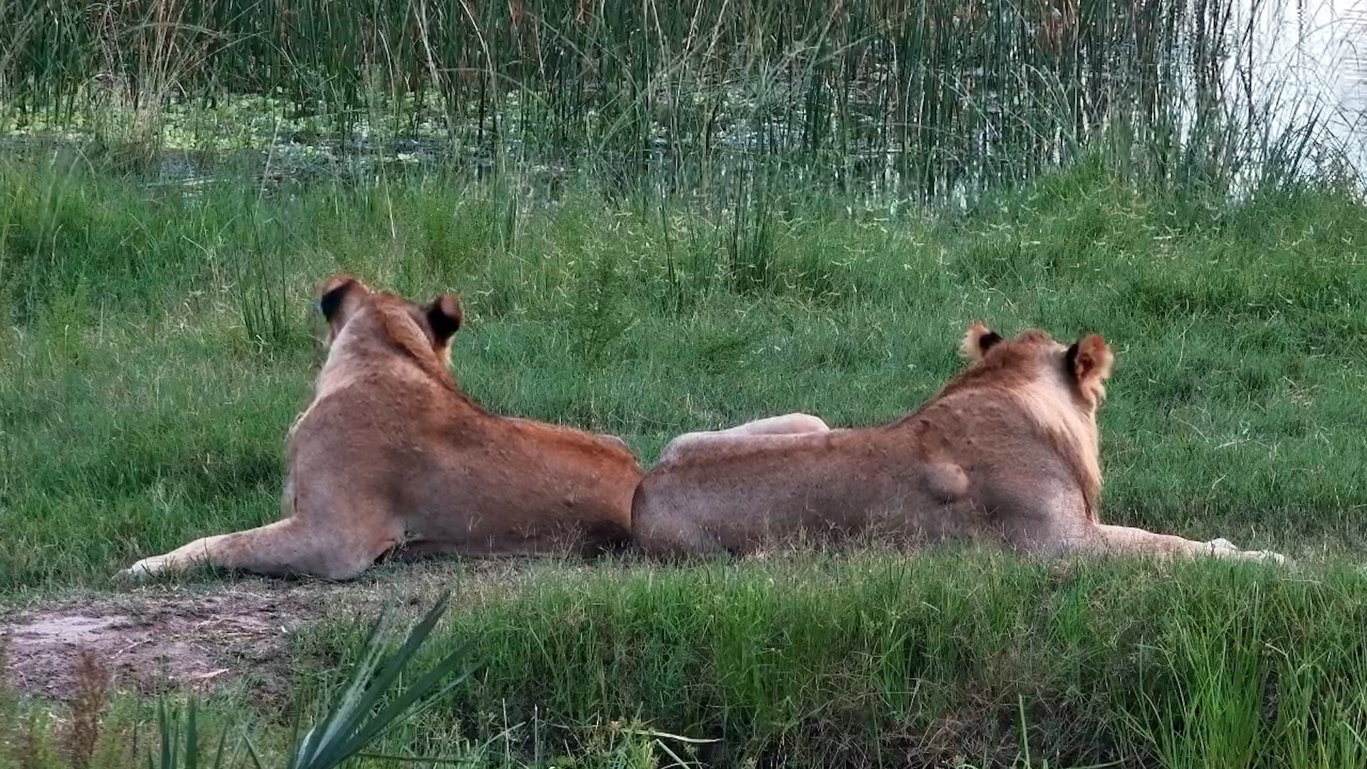 The Princes of Tembe