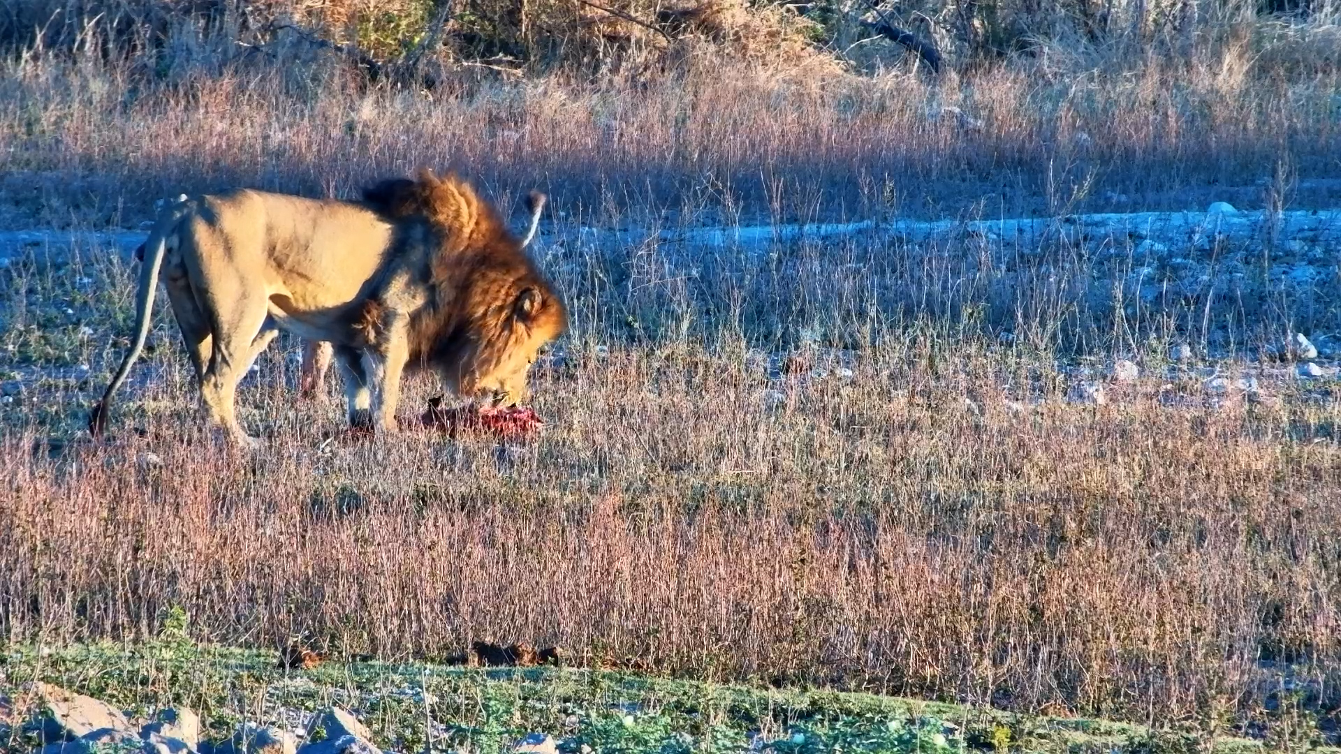 Lioness Introduces Tiny Cubs to a Kill