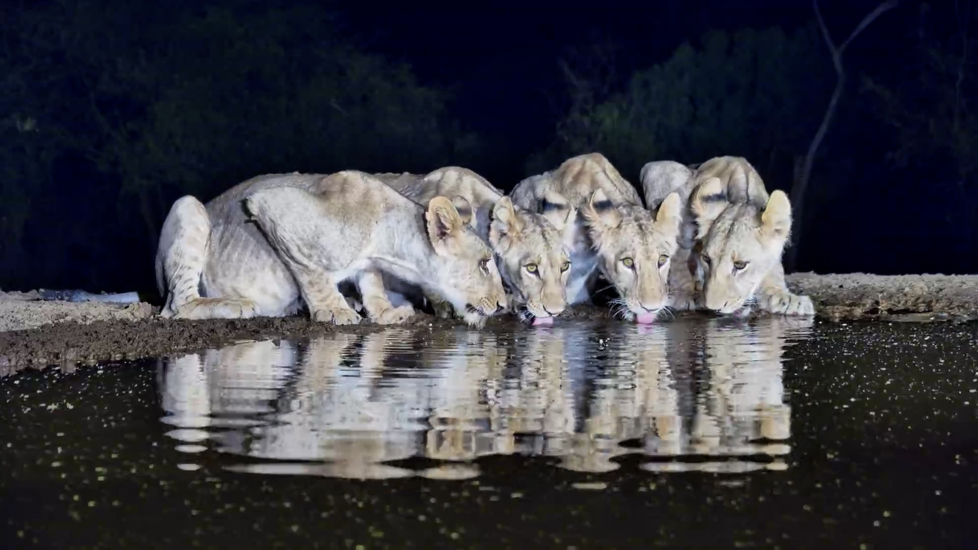 Lentorre Lion Family Hydration Check!