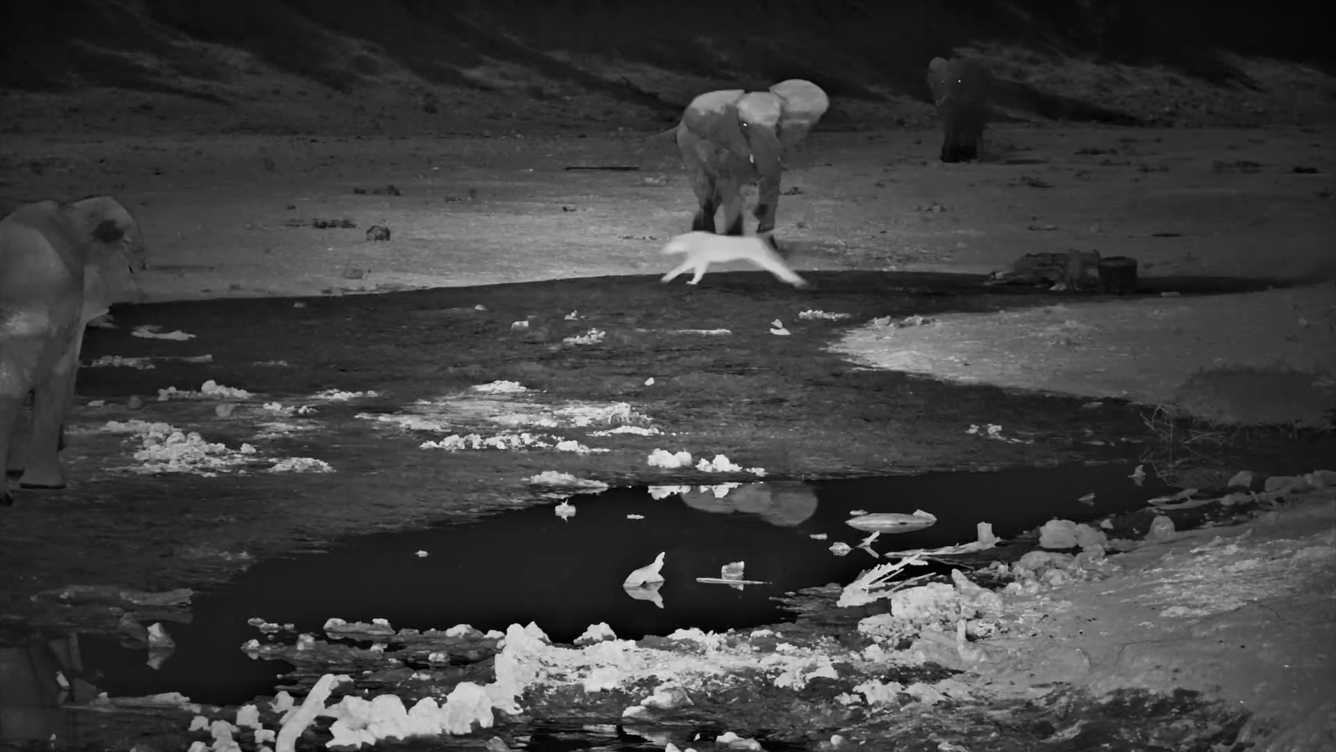 Lone Lioness Gets Bossed by Elephants Then Scares a Giraffe