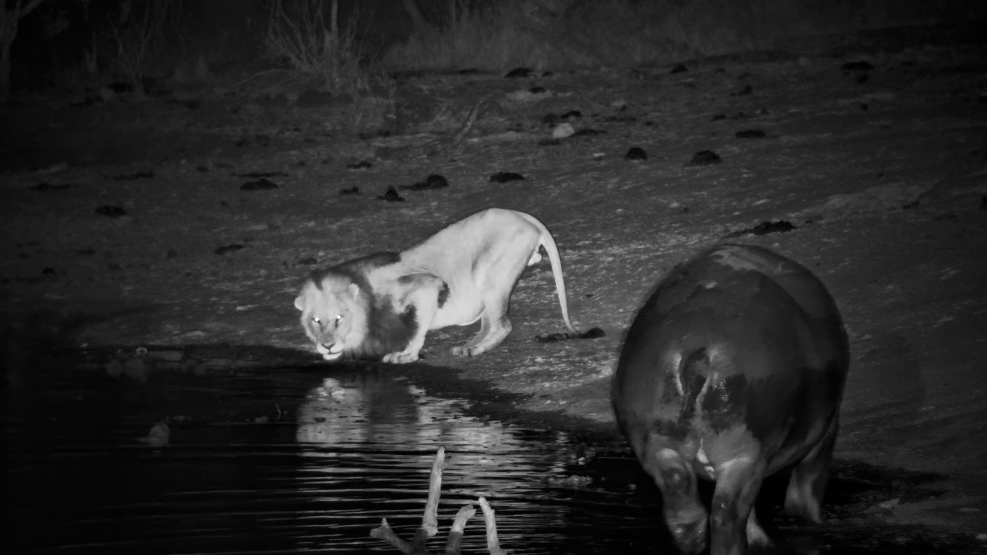 Hippo Chases Lion in the Dark