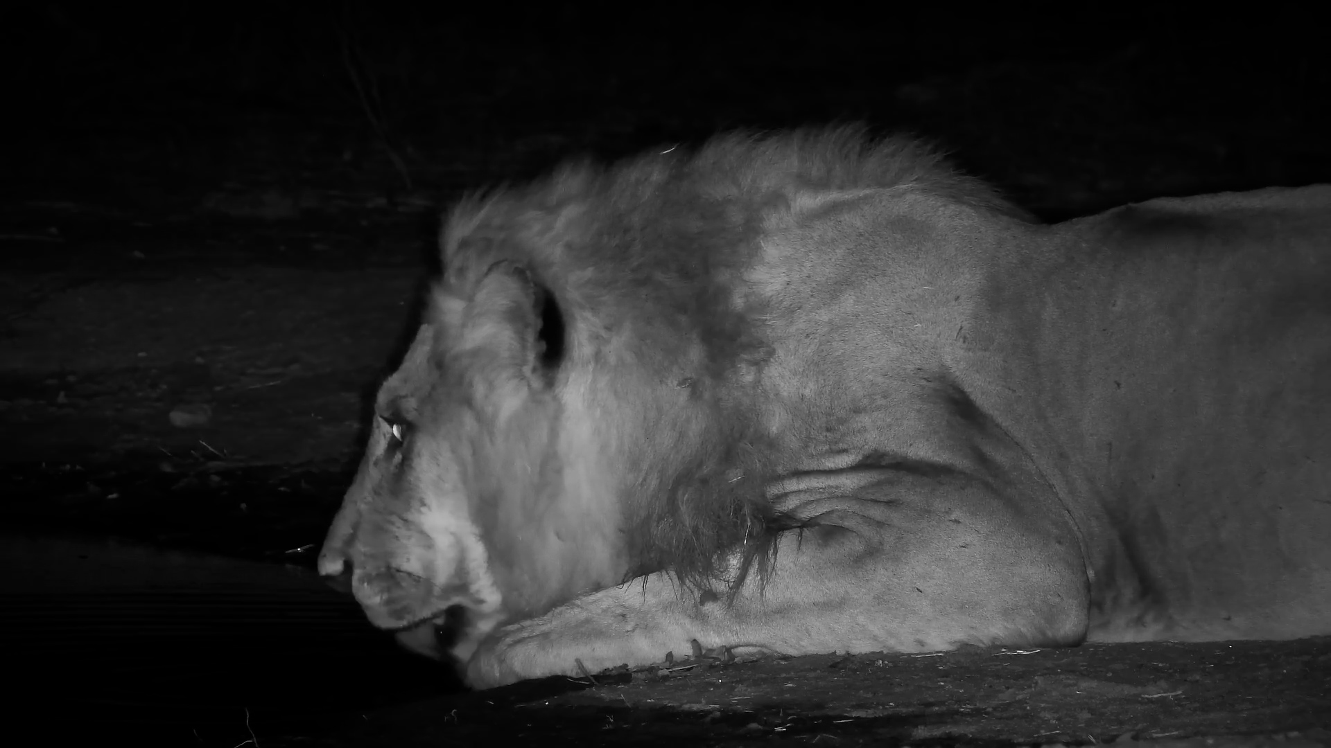 Quick Sip for a Mighty Lion at Cat Eye