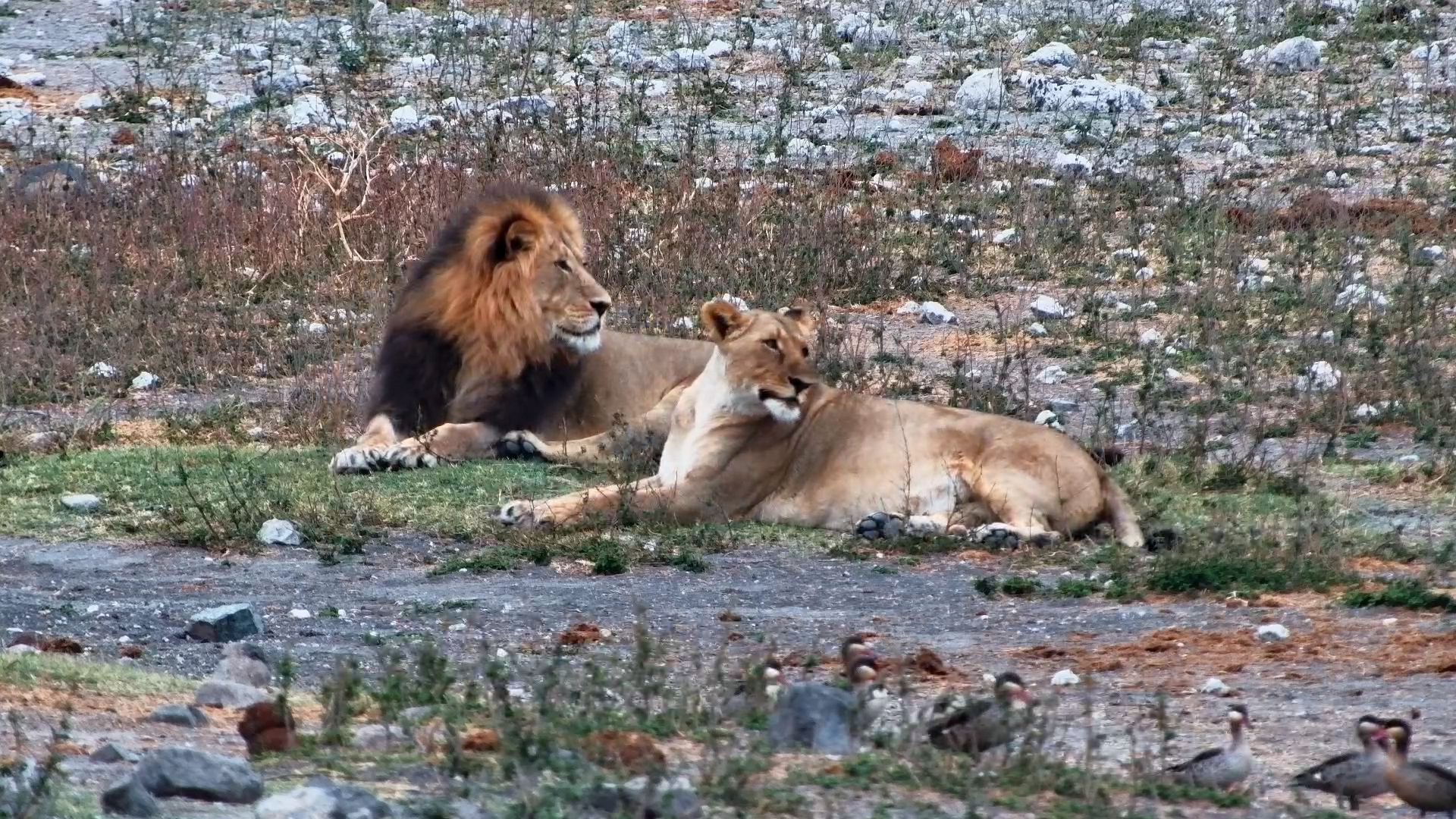 Tau Lion Love: A Night-to-Morning Encounter