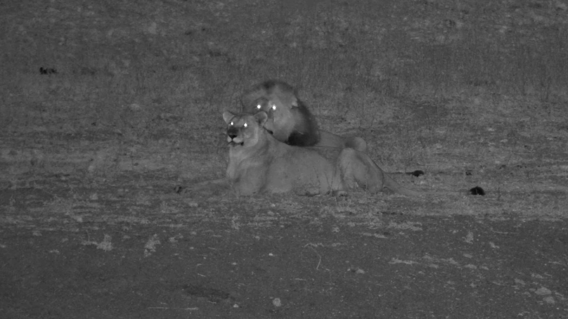 Wild Romance: Lions Enjoy the Night at Tau