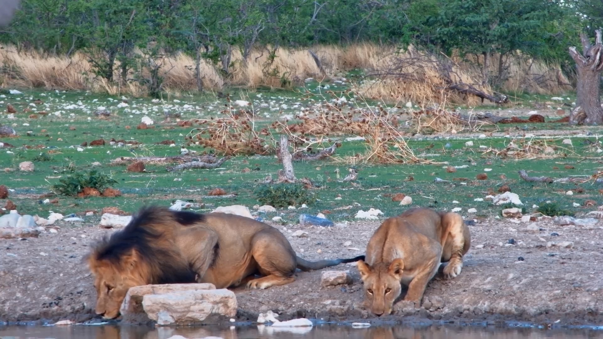 Lions on a Romantic Getaway at Safarihoek Hide