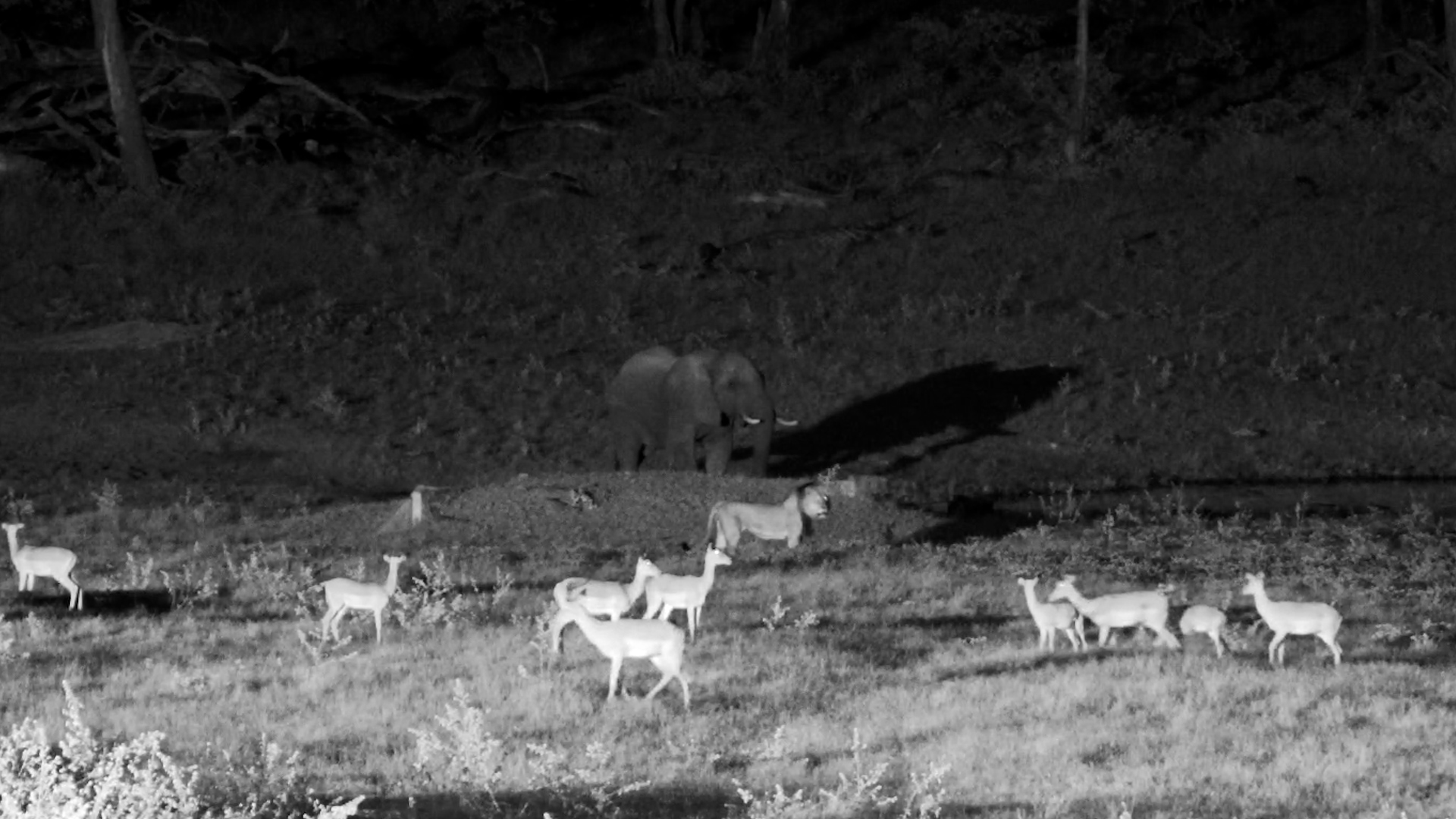 Lion Roars Into the Night