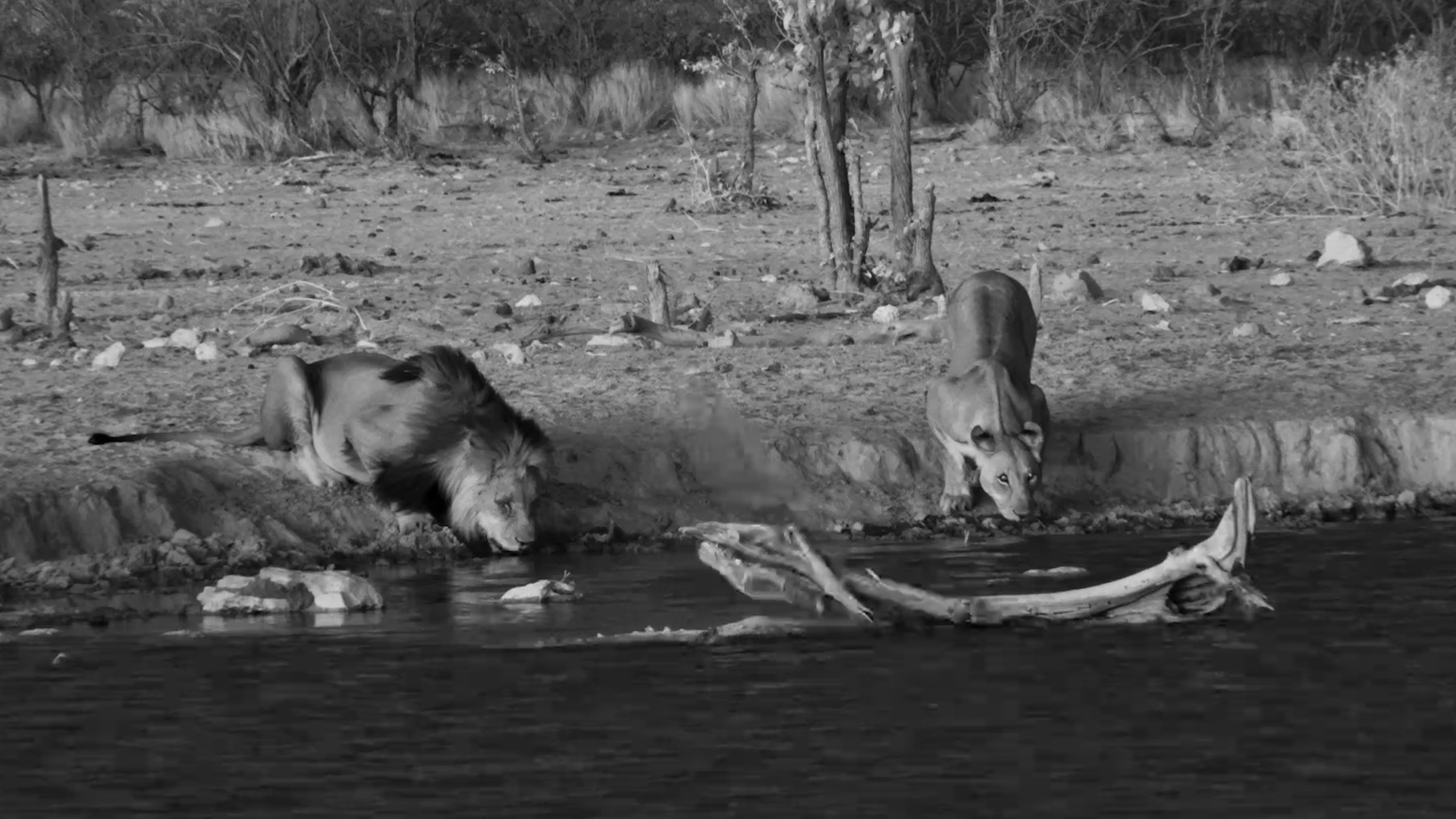 Date Night at Safarihoek | Lion and Lioness Drink Together