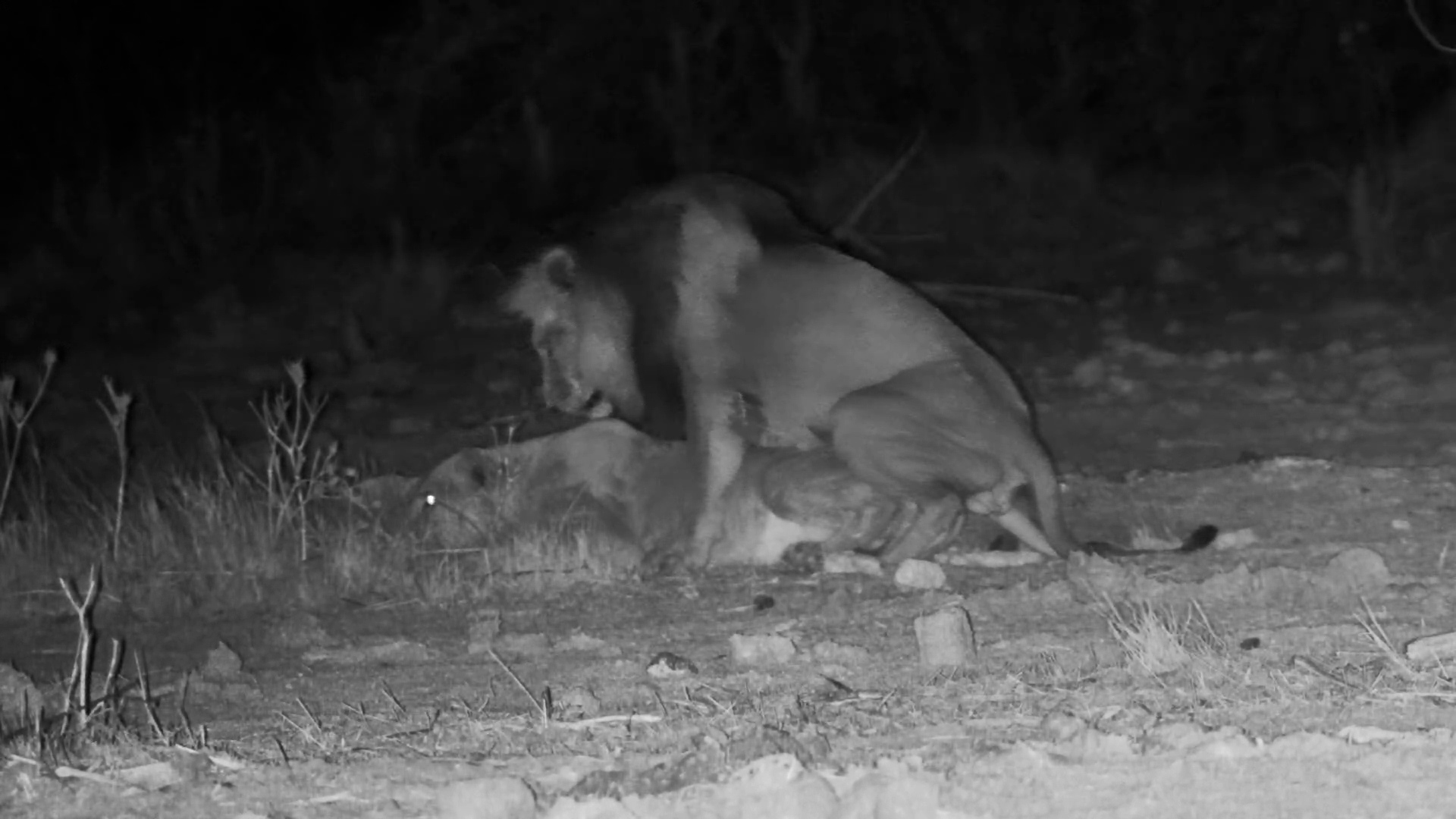 Lion Couple After Dark - Then He Starts Roaring!