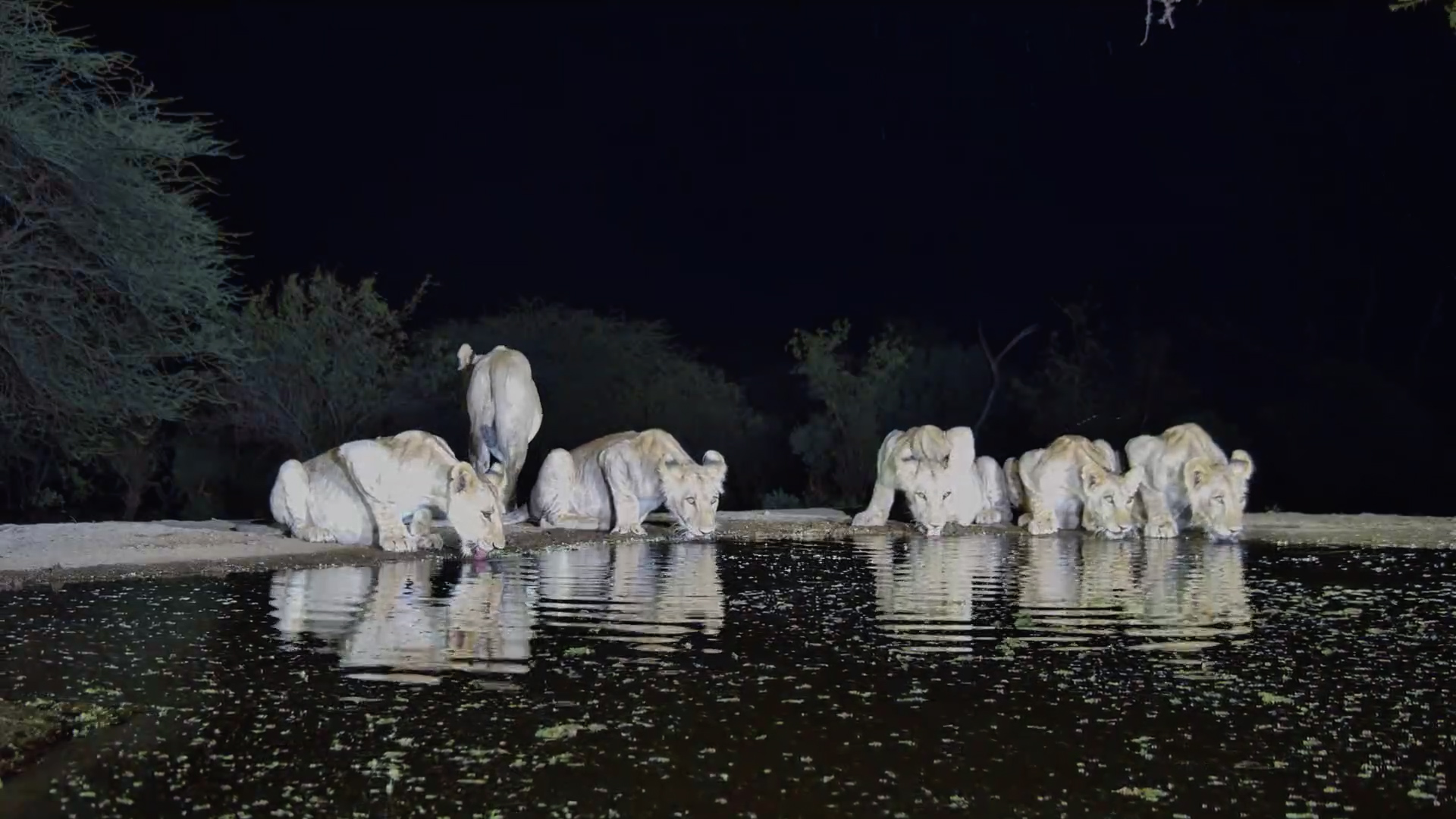 When a Male Lion Won’t Take the Hint