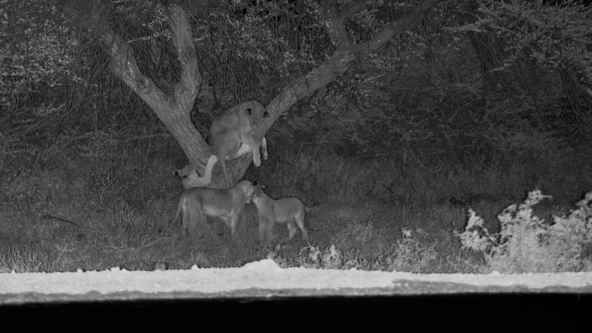 Lion Cubs Climbing, Pouncing & Playing at Onguma!