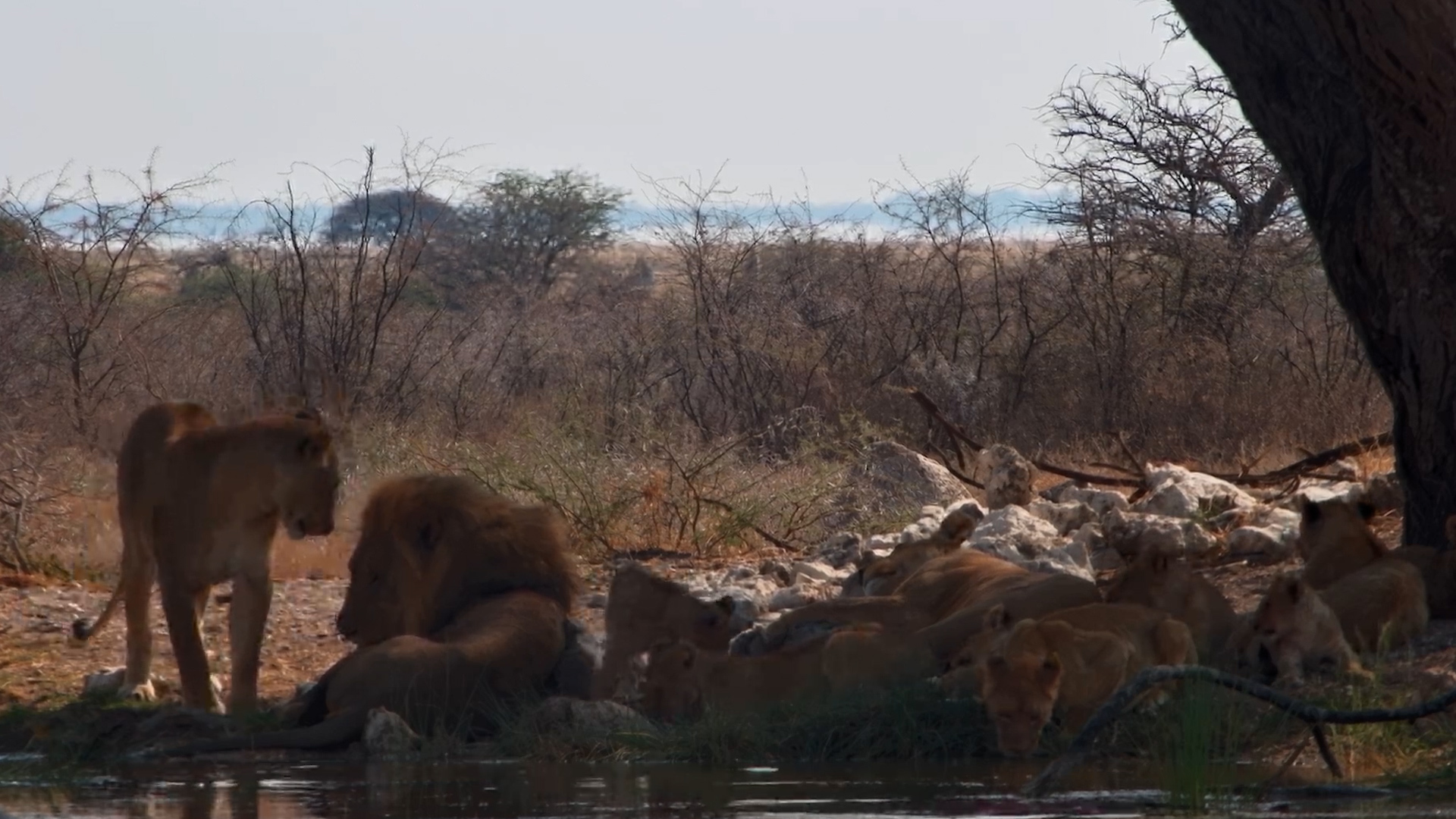 A Feline Family Affair