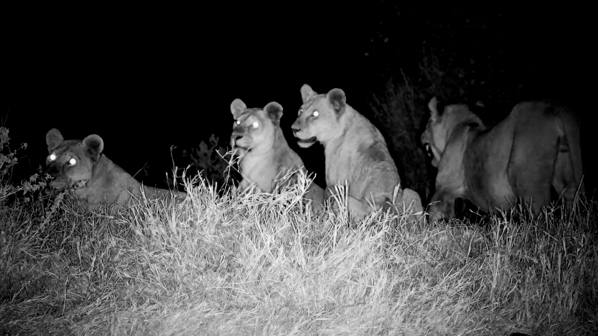 Lion Pride Drinks, Then Settles at the Waterhole