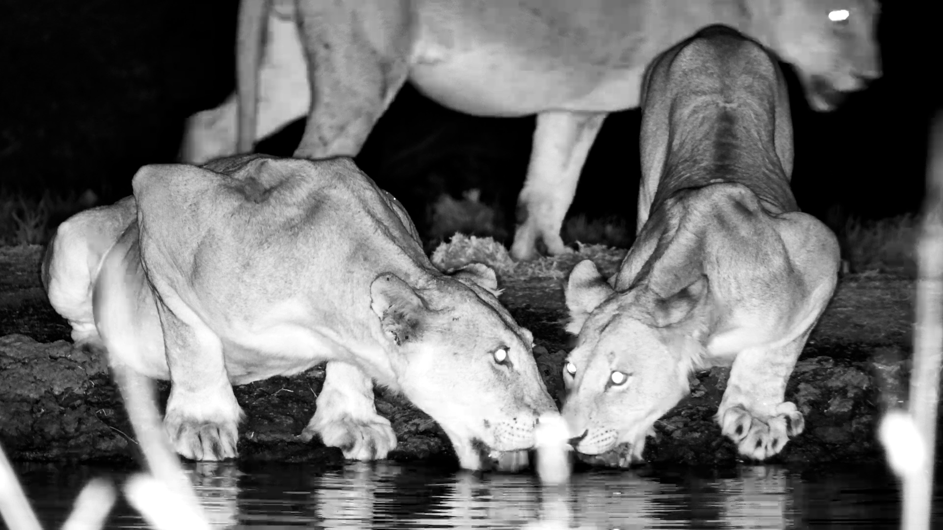 Kukuokeli and Grown Cubs Drink in the Dark