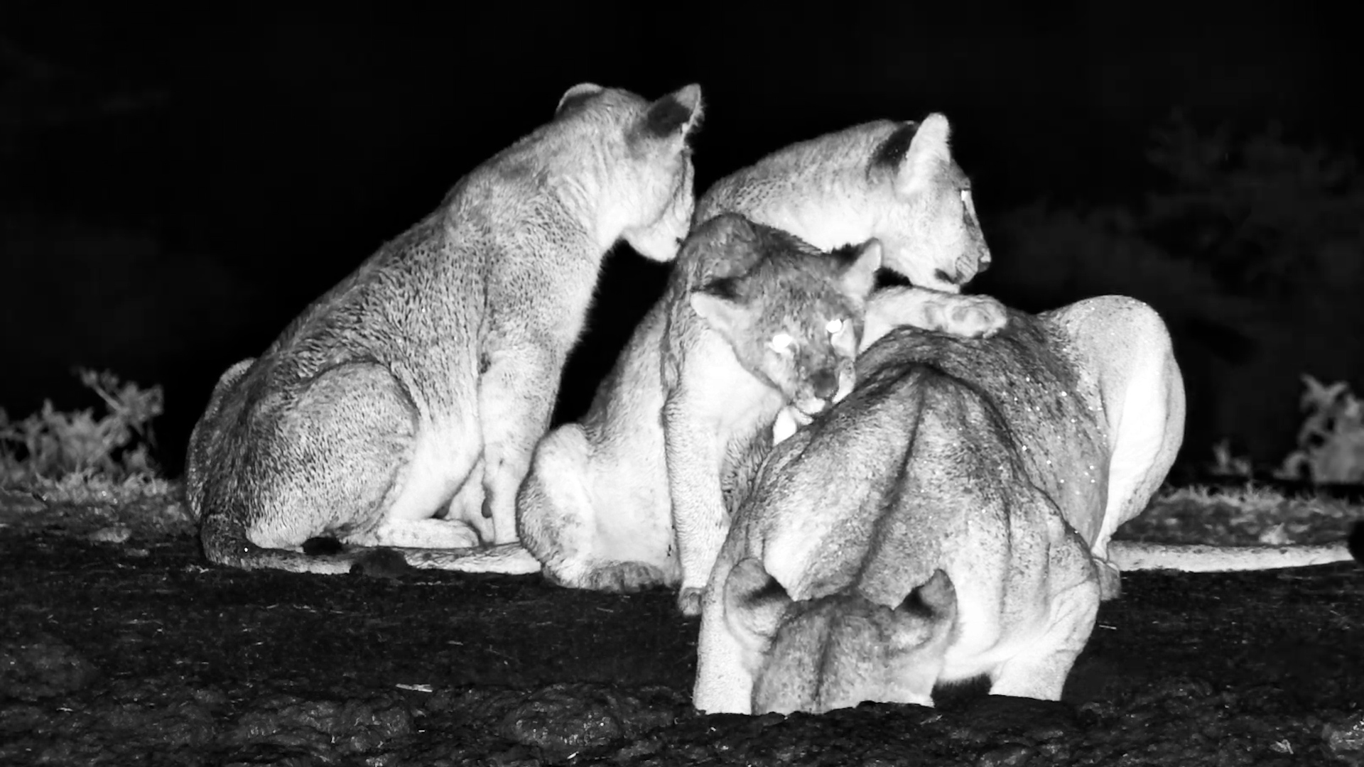 Lion Cubs Won’t Leave Mum Alone!