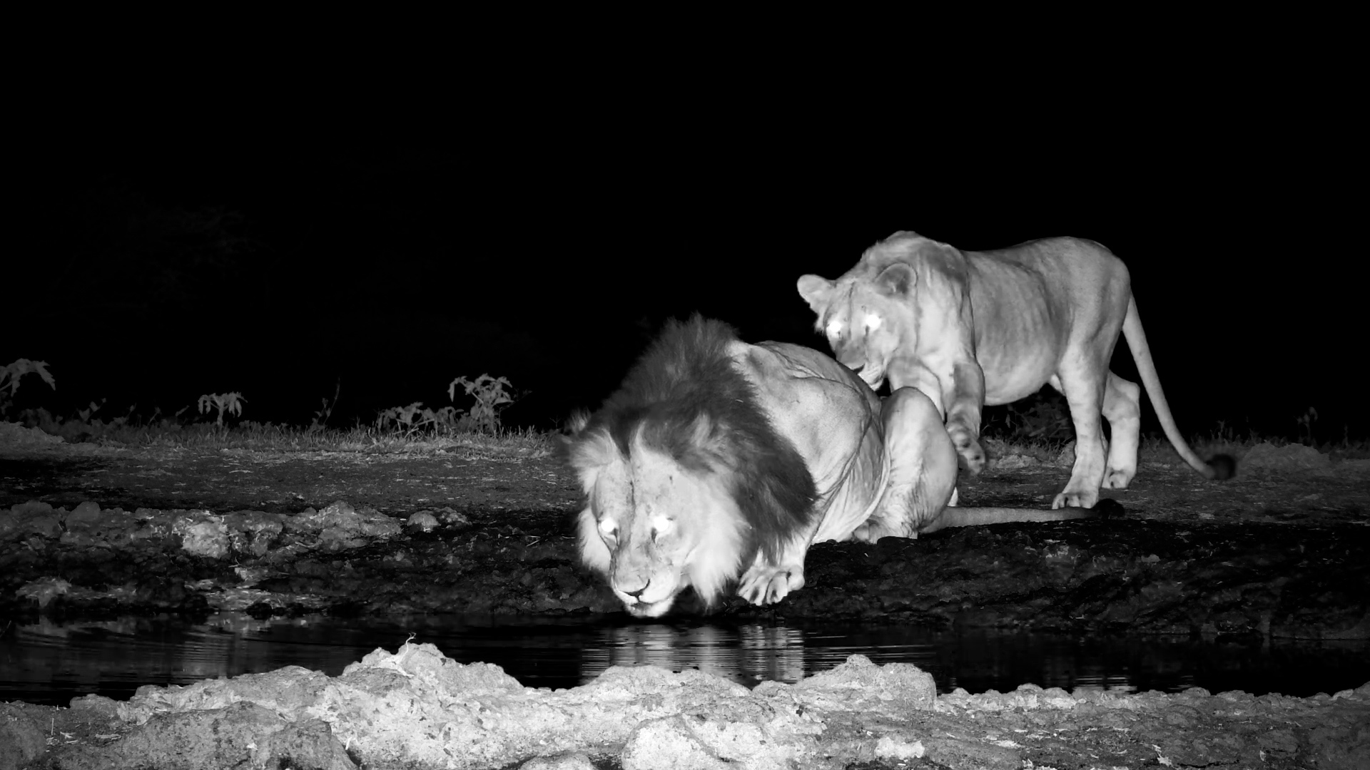 Lion Pride Arrives with Playful Cubs