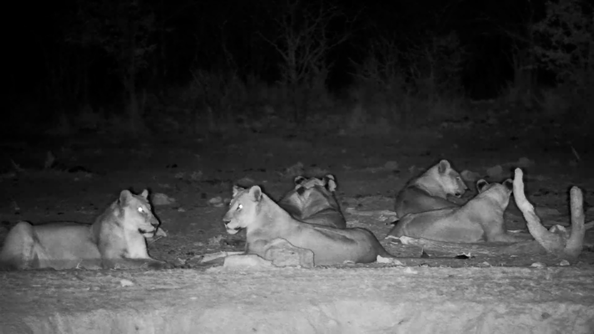 Lion Pride Drinks and Plays at Safarihoek Waterhole