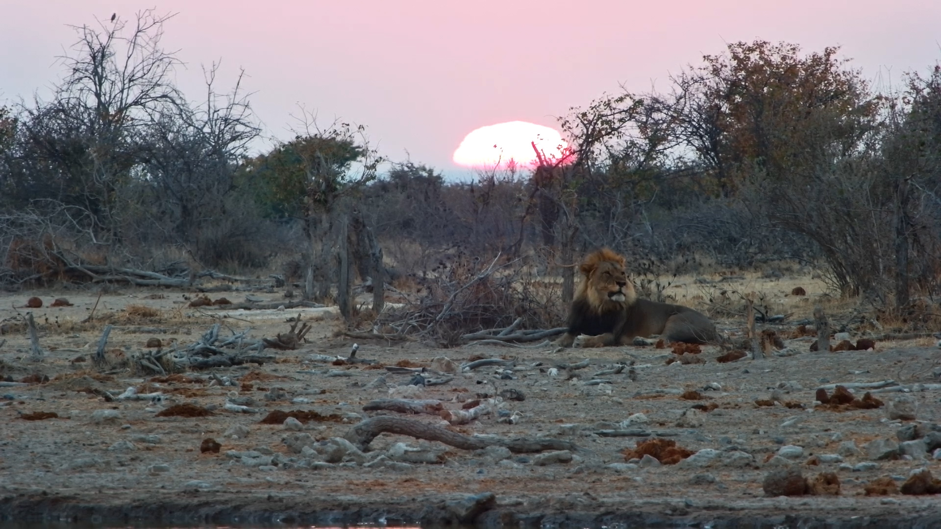 This Lion Knew EXACTLY Where to Stand