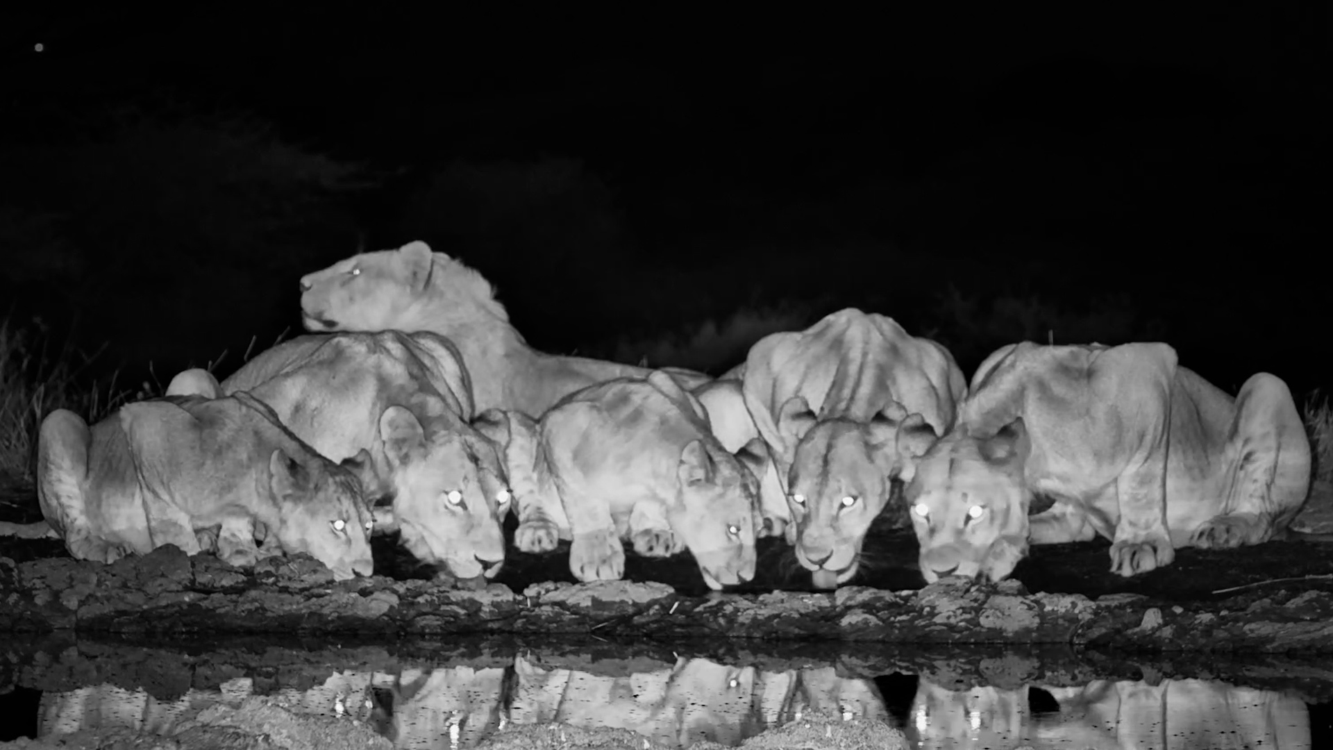 While the Pride Drank... This Cub Had Other Plans
