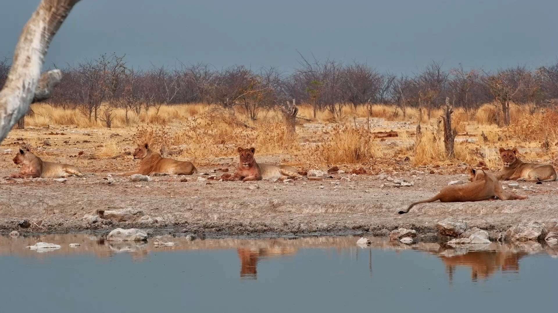 Evening Calm: Lions Unwind at Safarihoek Waterhole