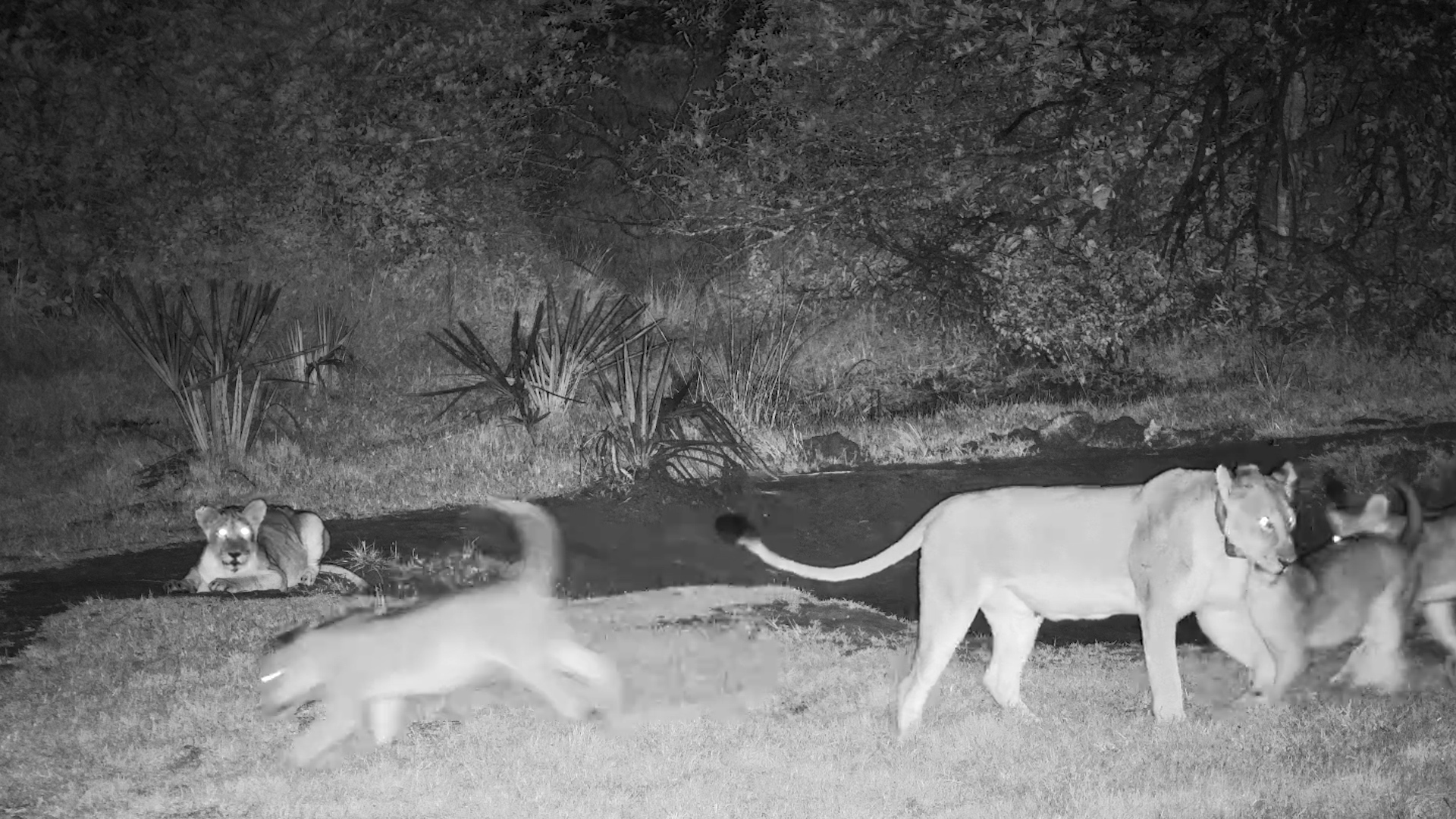 Early Morning Lion Pride at Tembe