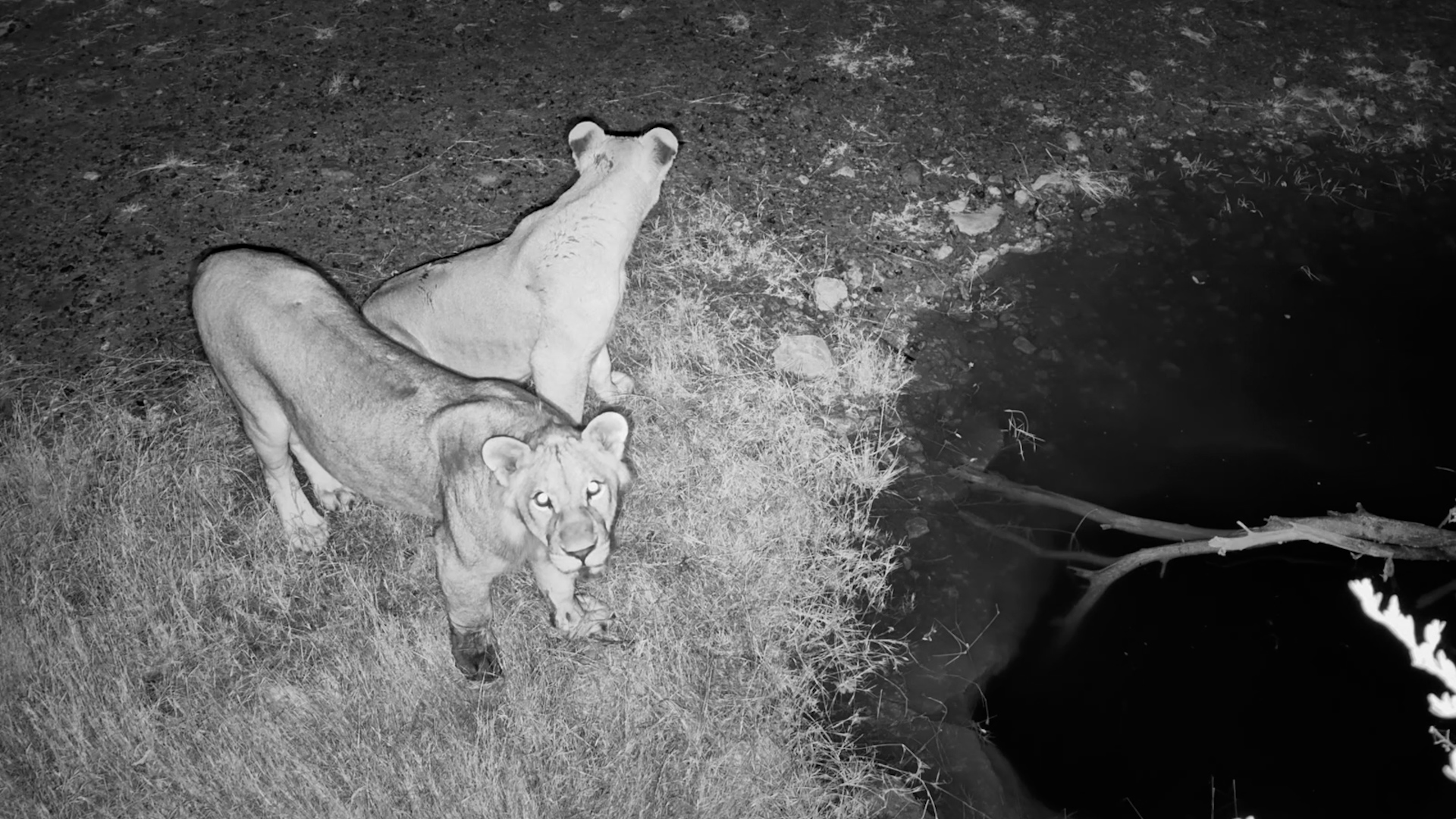 Kalahari Lions Patrol the Salt Pan After Dark