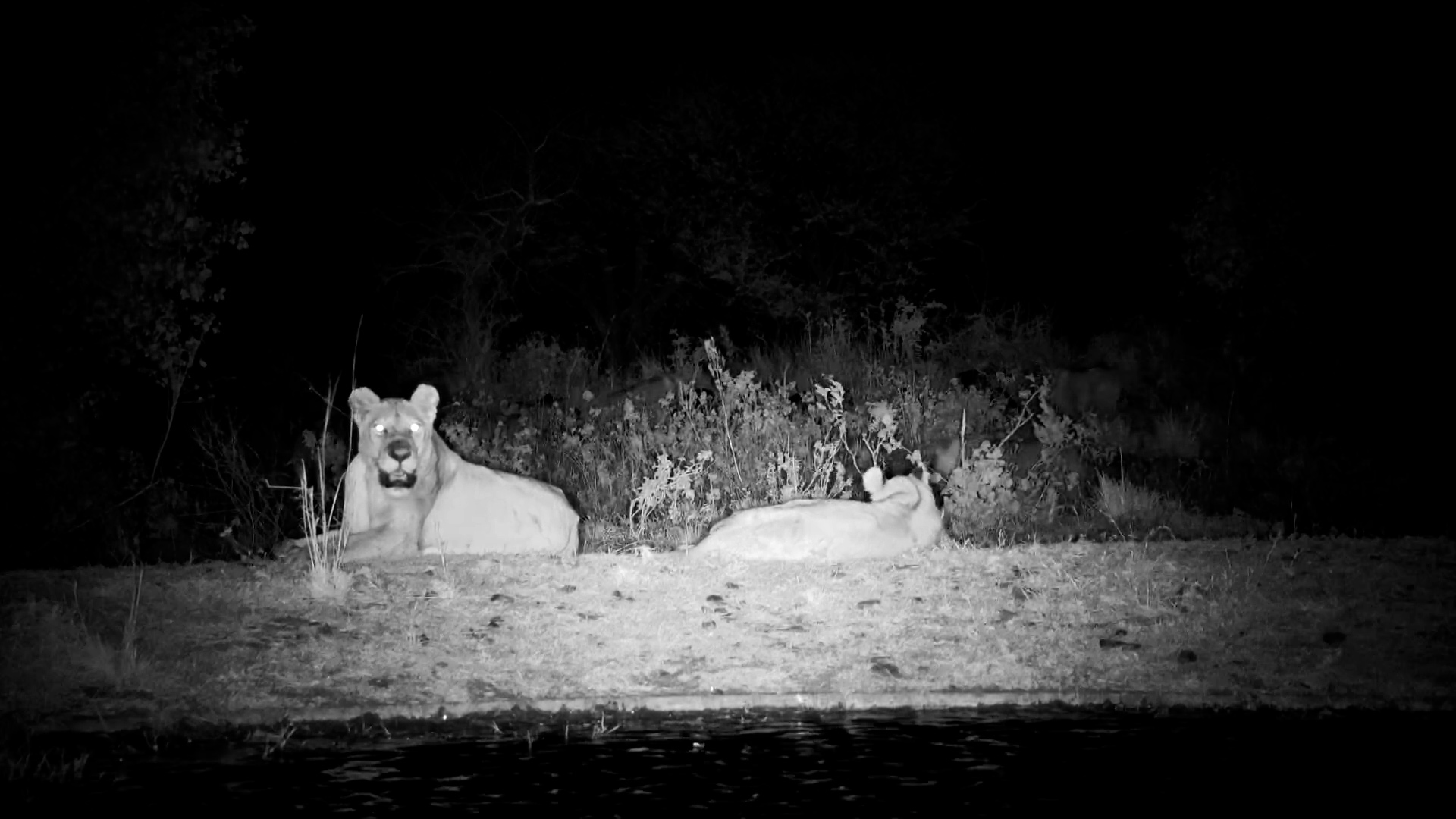 Lions Stop at Waterhole Before Night Patrol