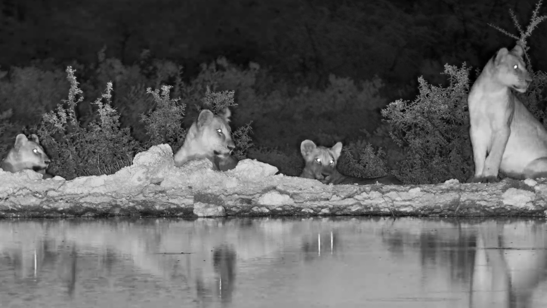 Lion Cubs Pause as a Roar Echoes Nearby