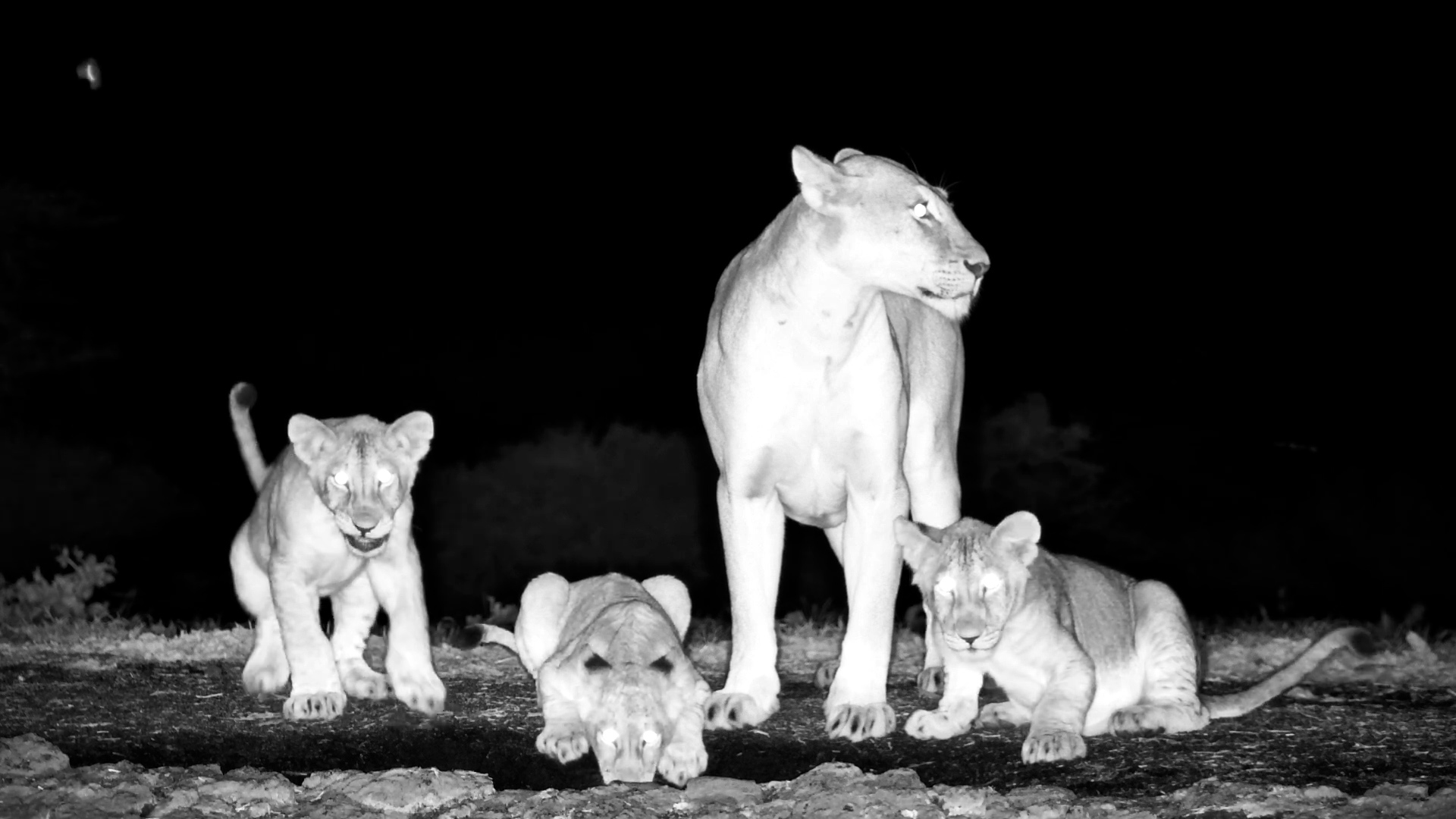 Lioness & Cubs Take the Night Shift