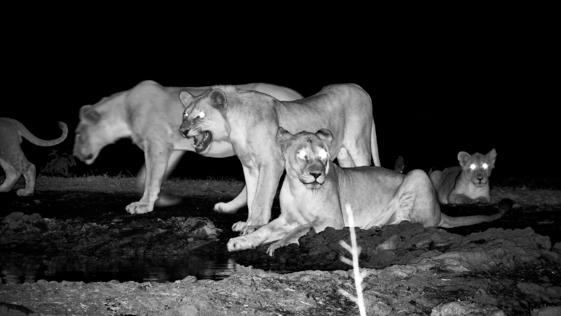 Nightlife of Lions at ol Donyo