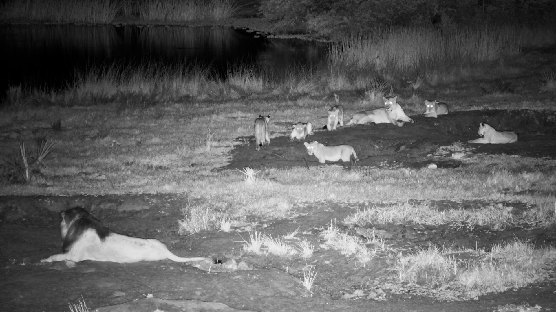 Impressive Male Lion Seen in the Darkness