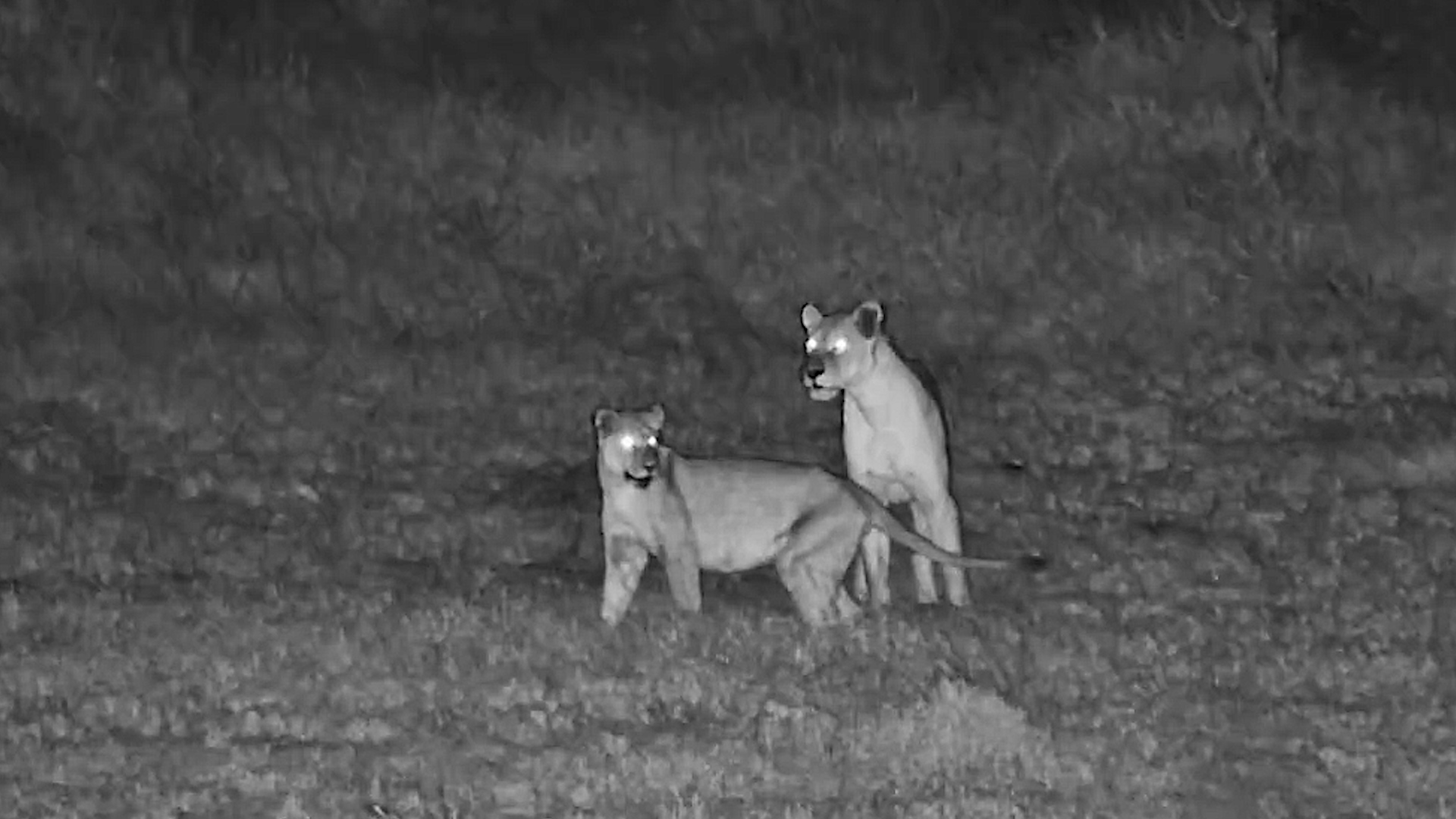 Lions Emerge From the Kalahari Darkness
