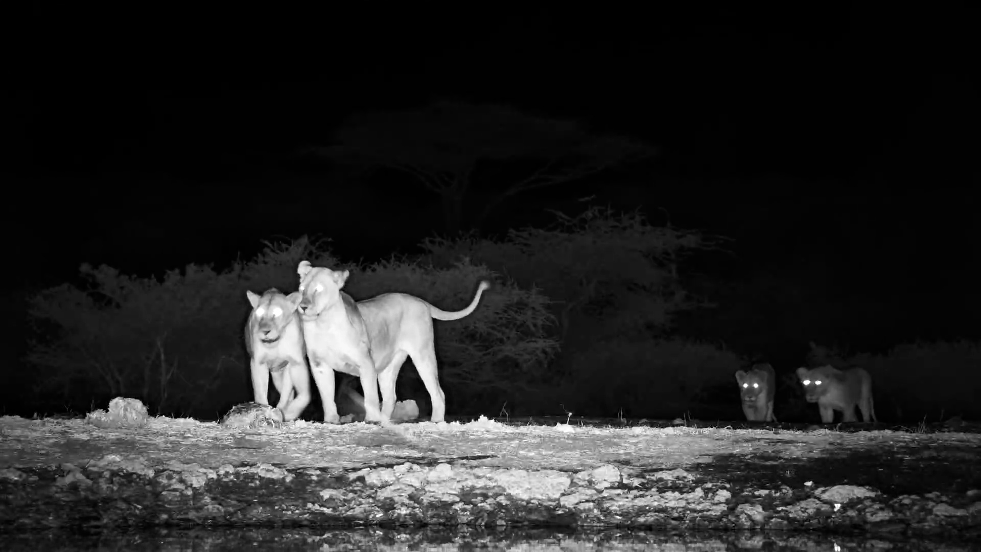 Lioness and Cubs Reunite with Big Sister