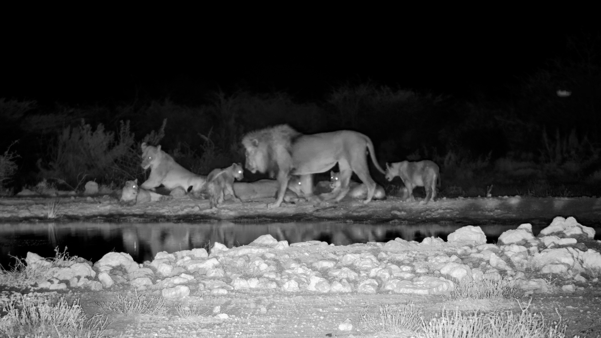 Playtime with Dad: Lion Cubs Bother Male Lion at the Waterhole